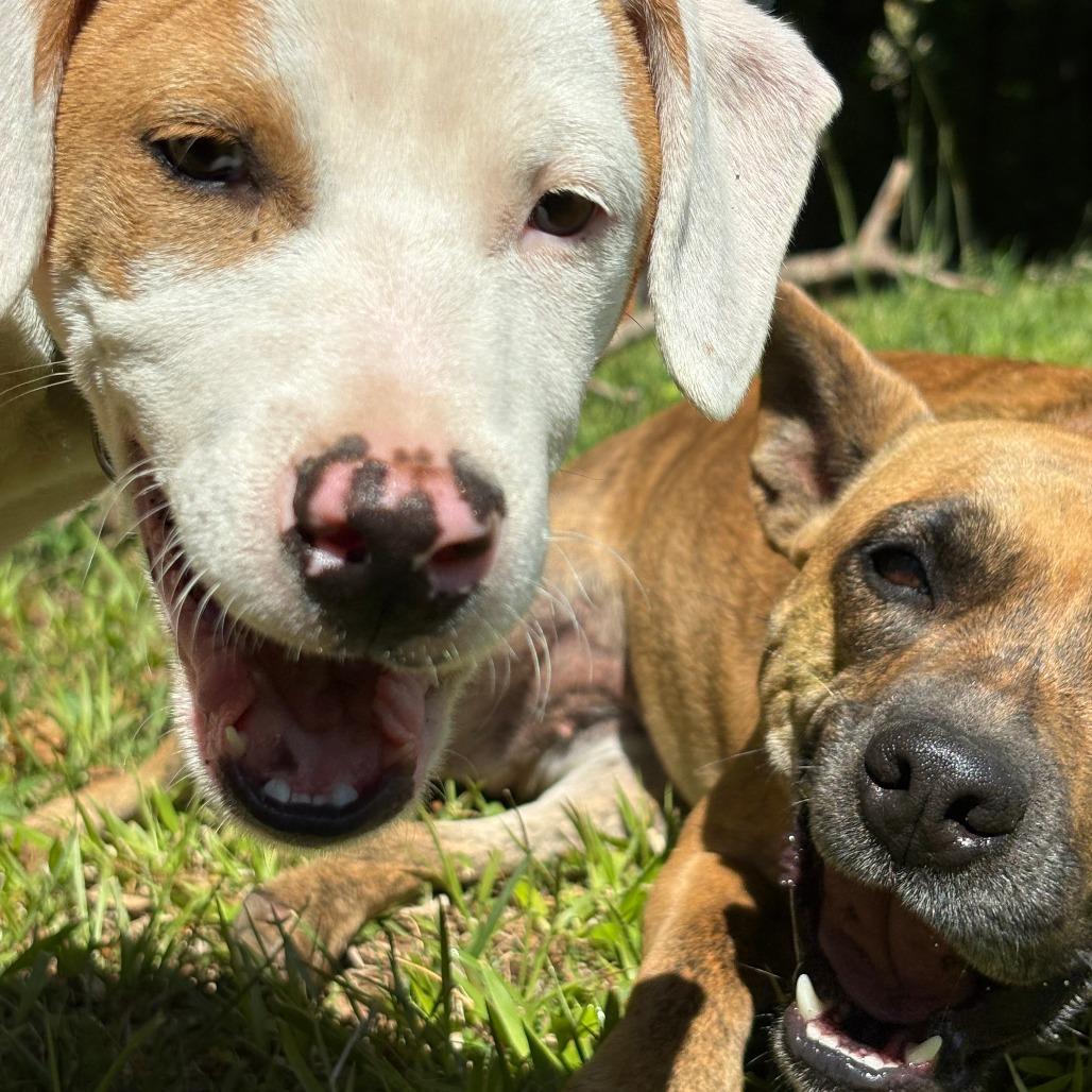 Klondyke, a Adoptable Mixed Breed in Winston Salem, NC image 6/6