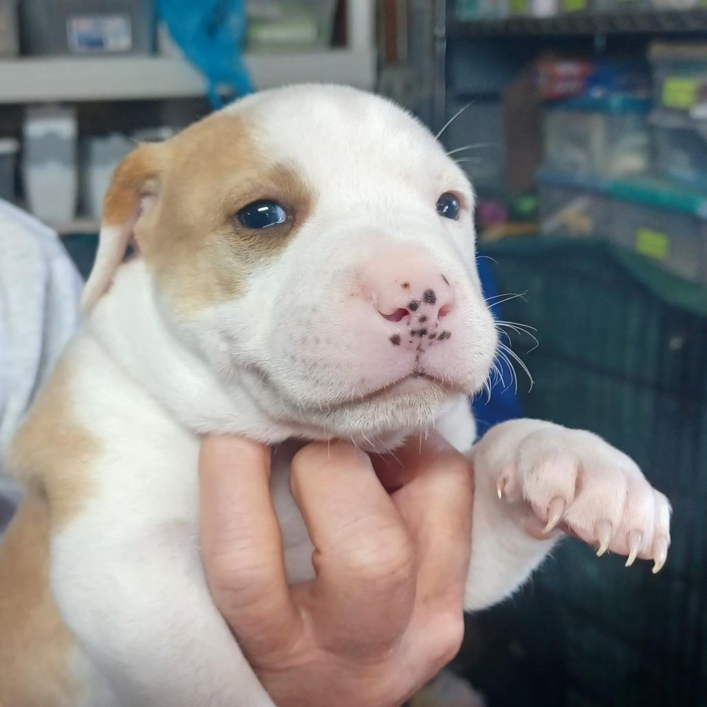 Klondyke — thumbnail 5