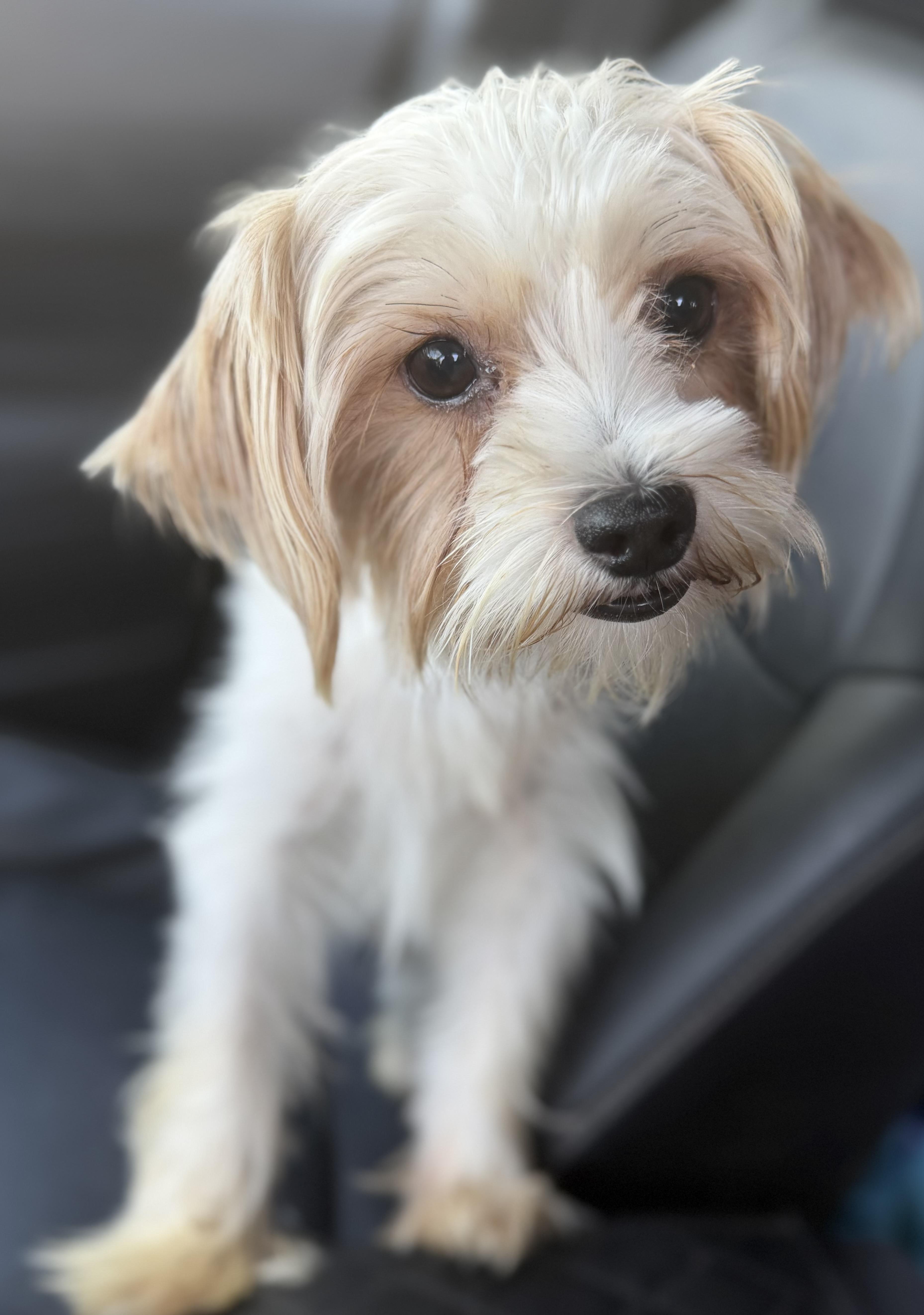 Enlarge Simon, a Adoptable Yorkshire Terrier in Yuba City, CA image 2/3