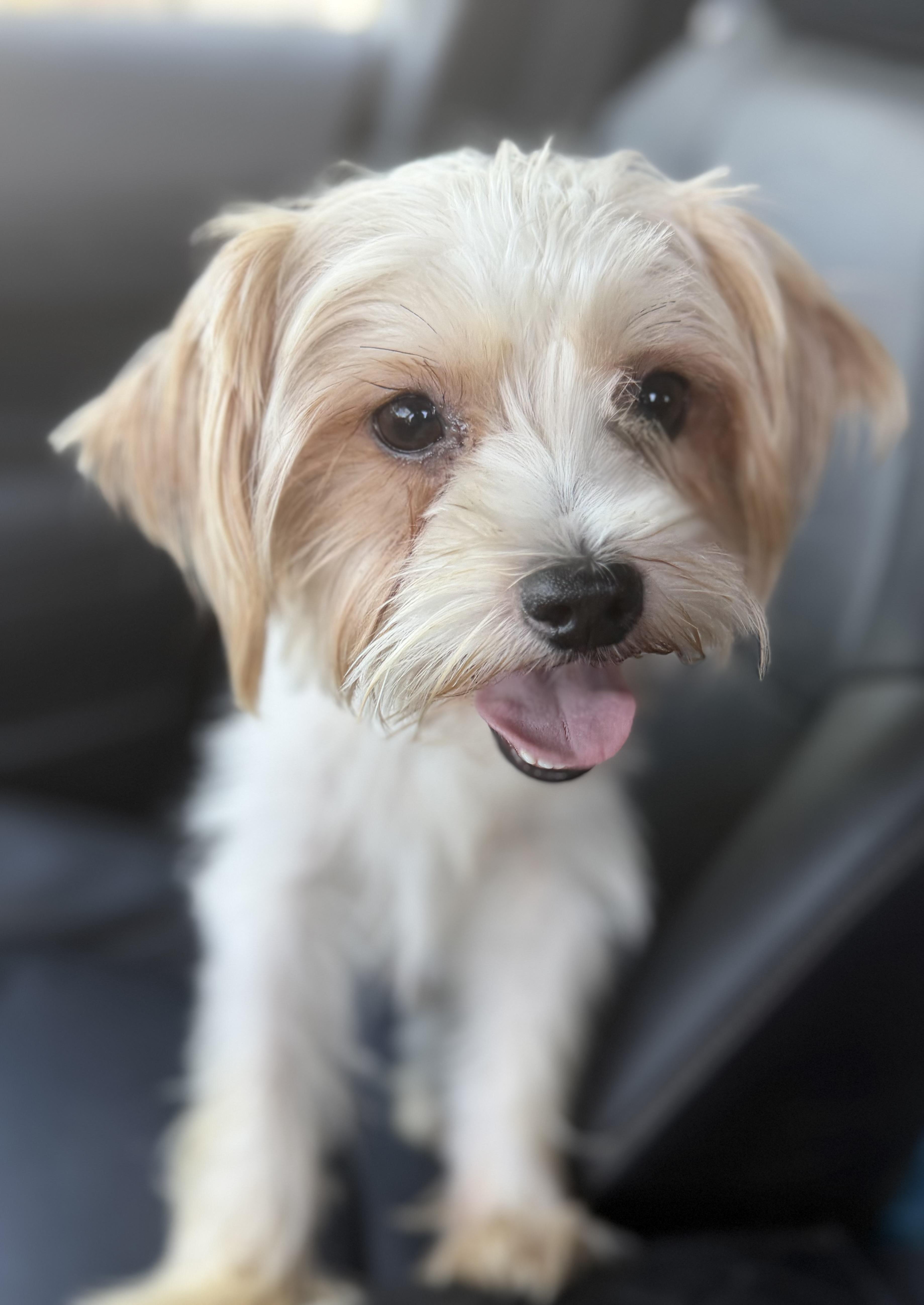 Enlarge Simon, a Adoptable Yorkshire Terrier in Yuba City, CA image 3/3