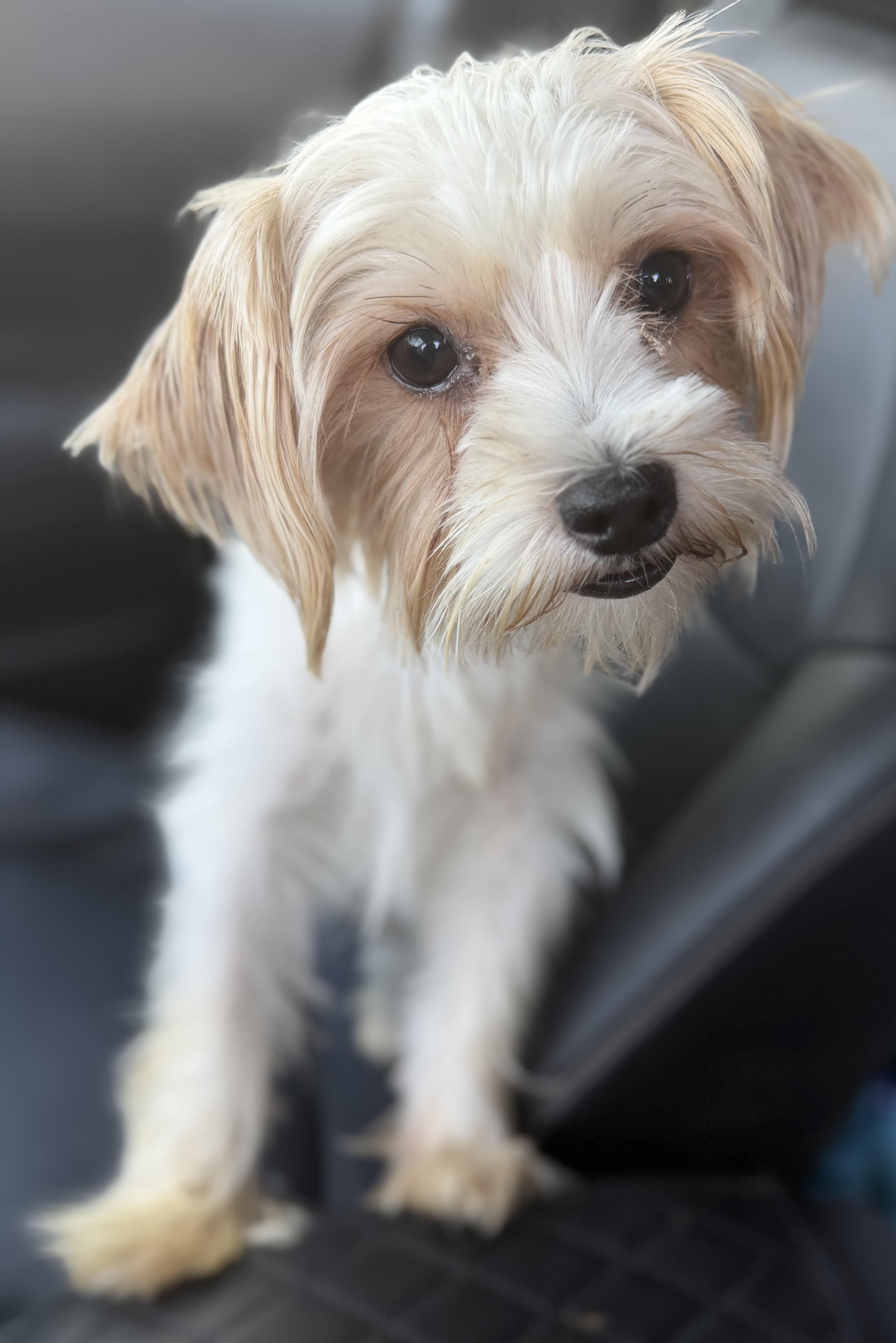 Enlarge Simon, a Adoptable Yorkshire Terrier in Yuba City, CA image 1/3