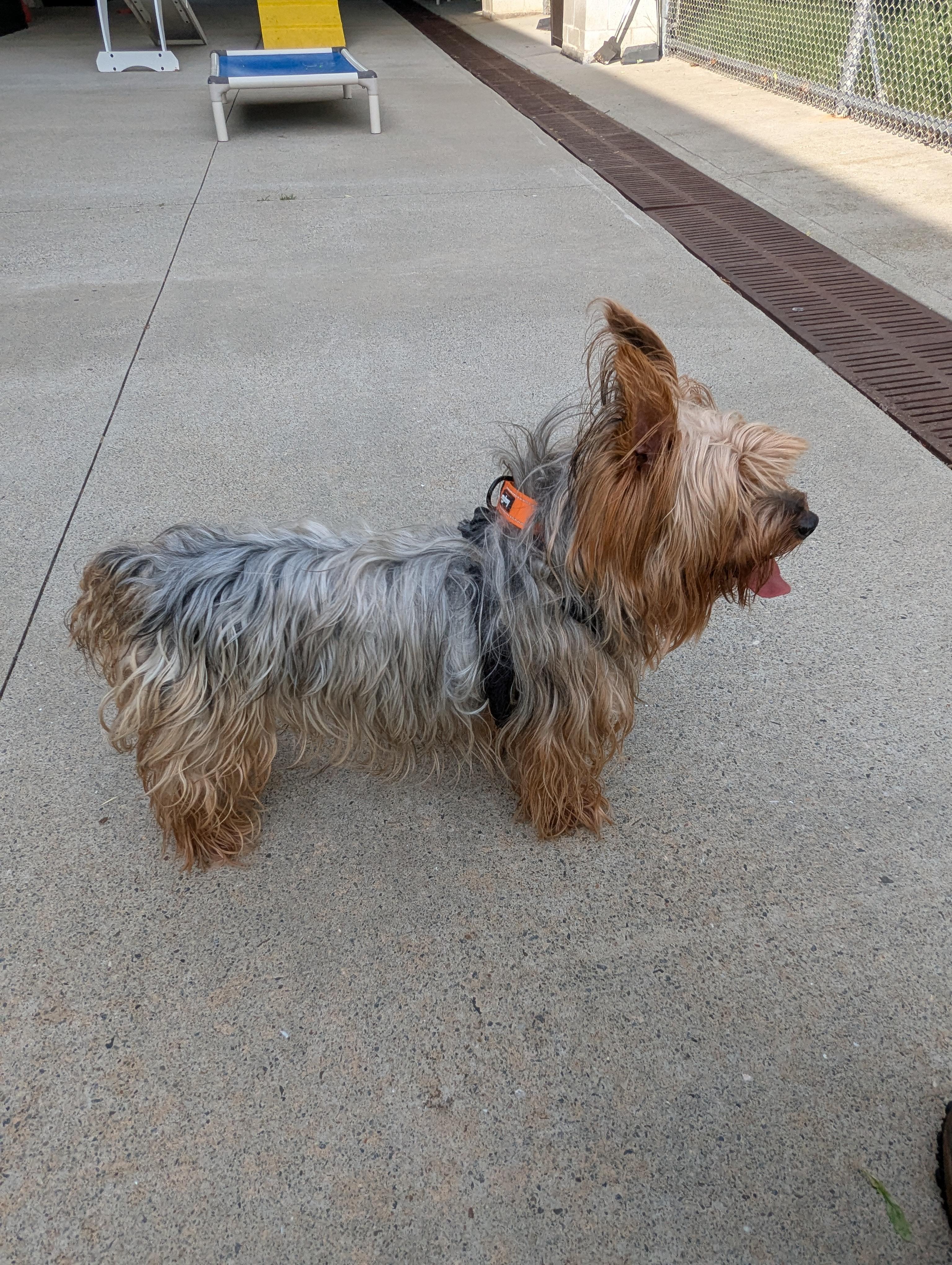 Chewy, an adopted Silky Terrier in Stratford, CT image 6/6