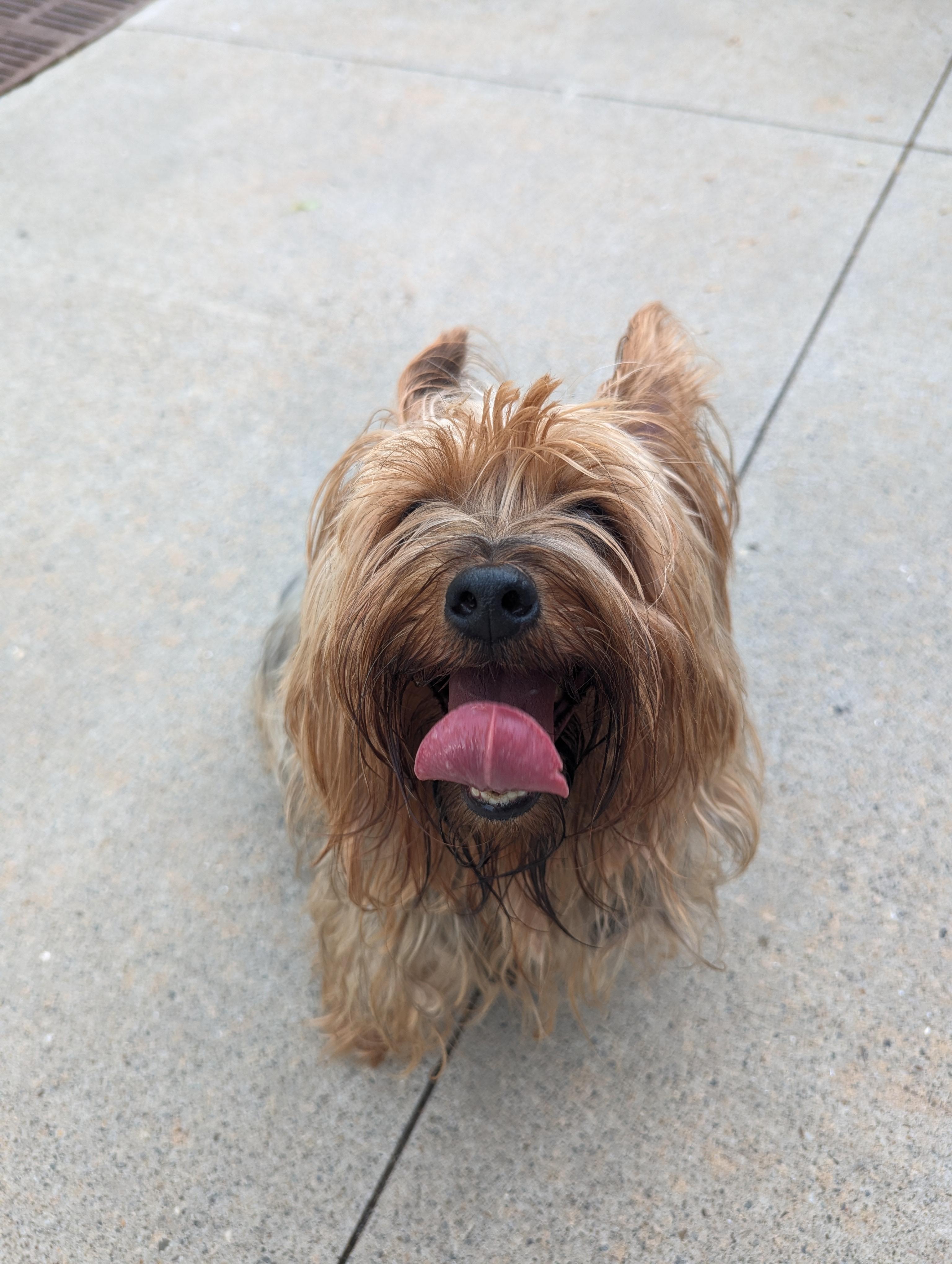 Chewy, an adopted Silky Terrier in Stratford, CT image 4/6