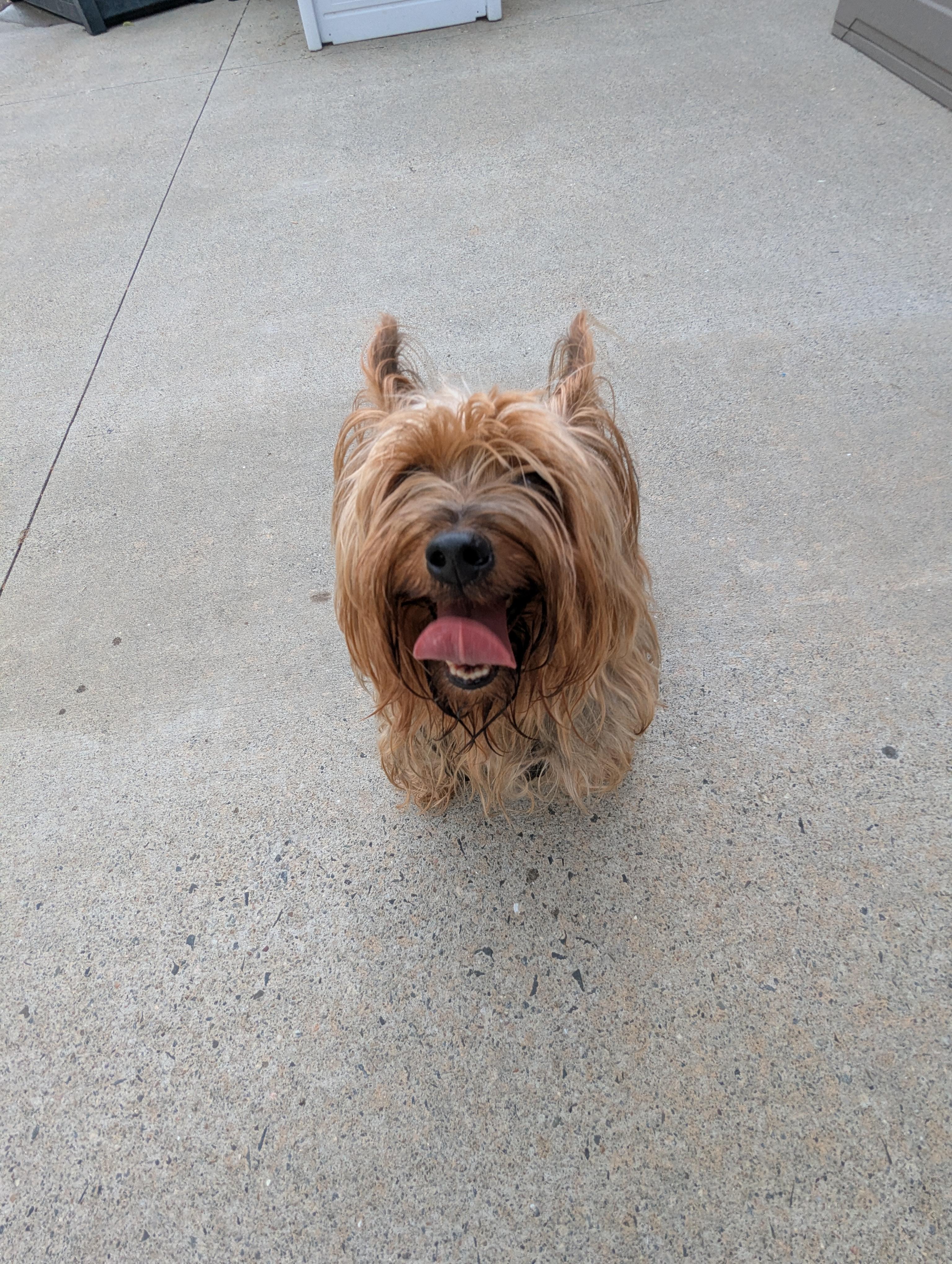 Chewy, an adopted Silky Terrier in Stratford, CT image 2/6