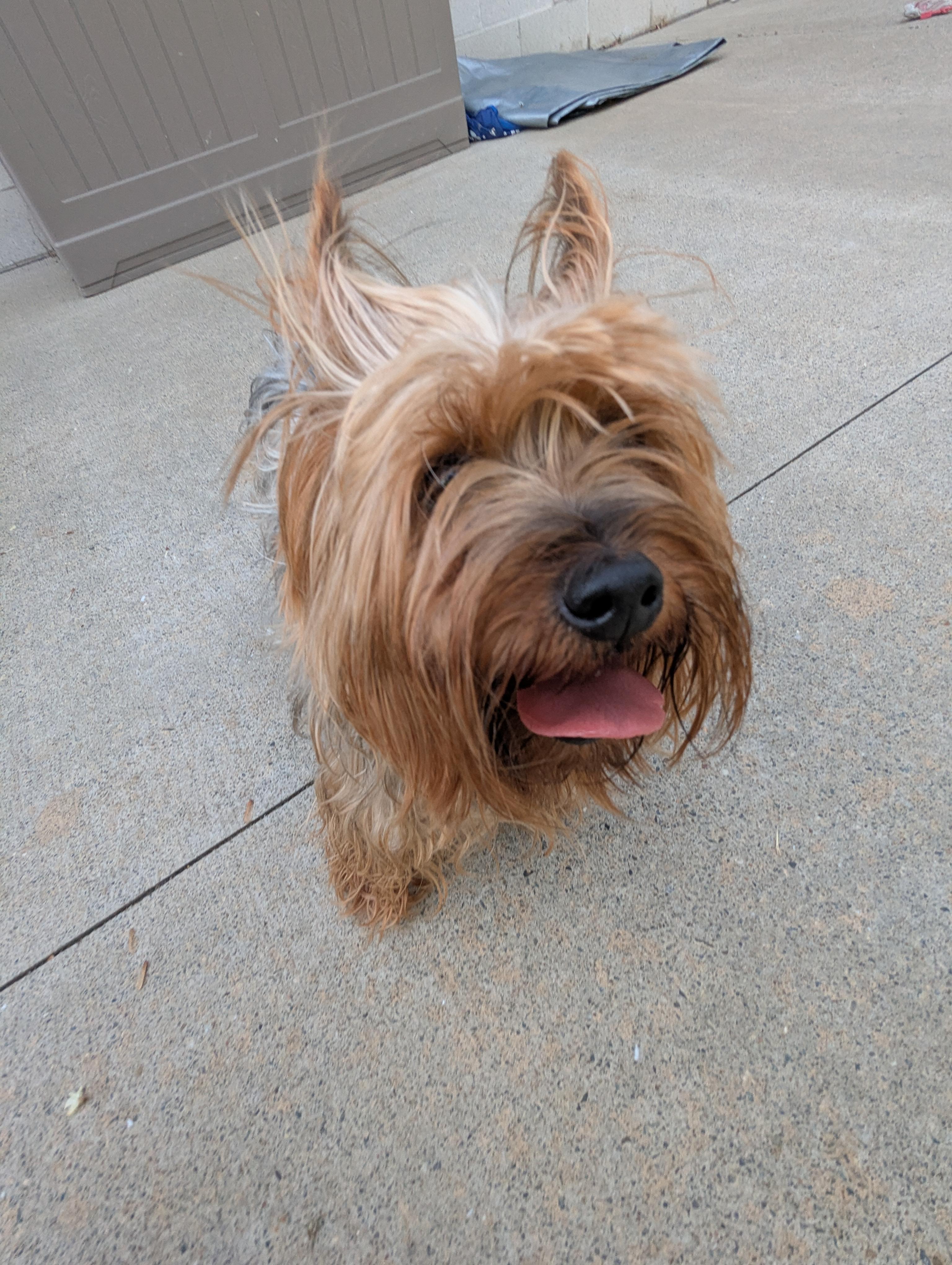 Chewy, an adopted Silky Terrier in Stratford, CT image 5/6