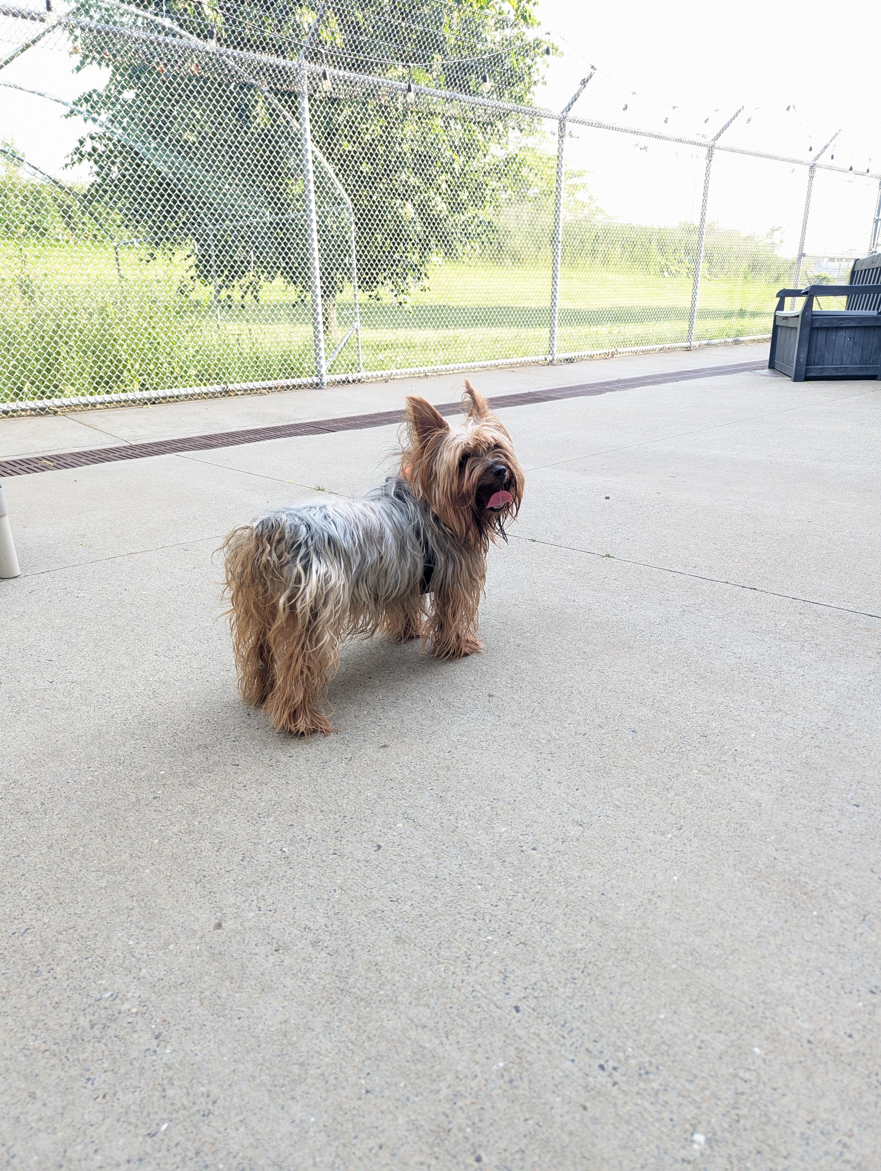 Chewy, an adopted Silky Terrier in Stratford, CT image 3/6