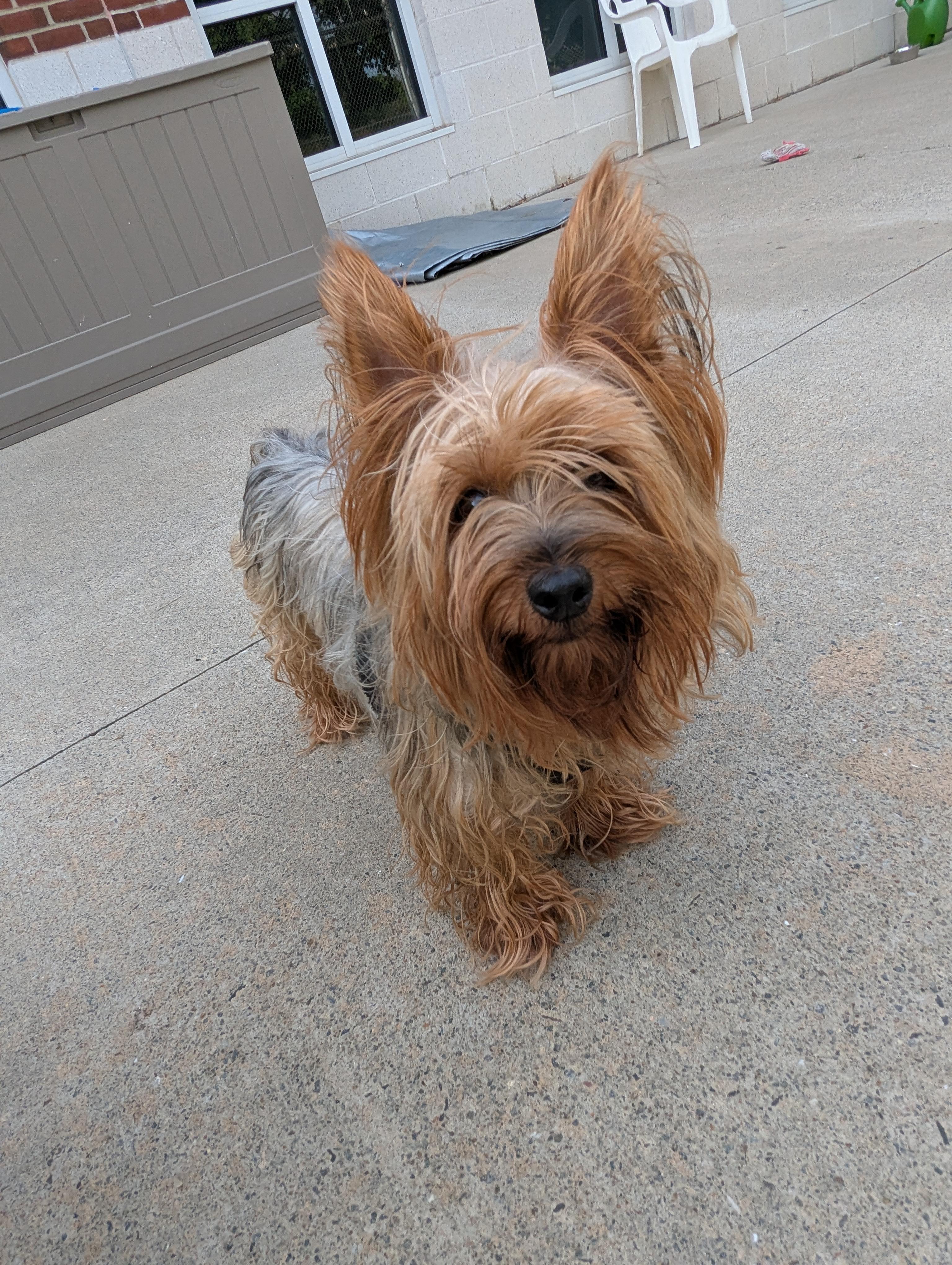 Chewy, an adopted Silky Terrier in Stratford, CT image 1/6