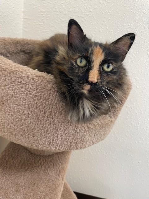 Lumie, a Adoptable Domestic Long Hair in Red Wing, MN image 1/3