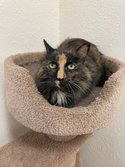 Lumie, a Adoptable Domestic Long Hair in Red Wing, MN image 2/3