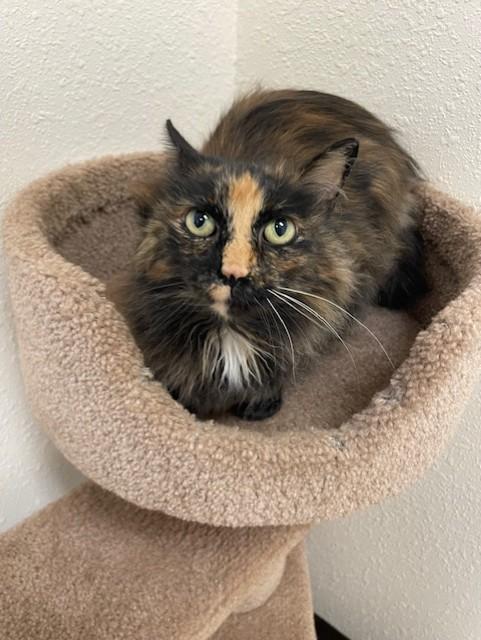 Lumie, a Adoptable Domestic Long Hair in Red Wing, MN image 3/3