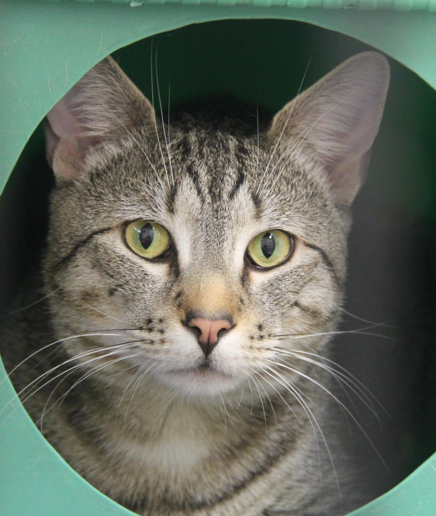 Biscoff, Adoptable, Adult Male Domestic Short Hair.