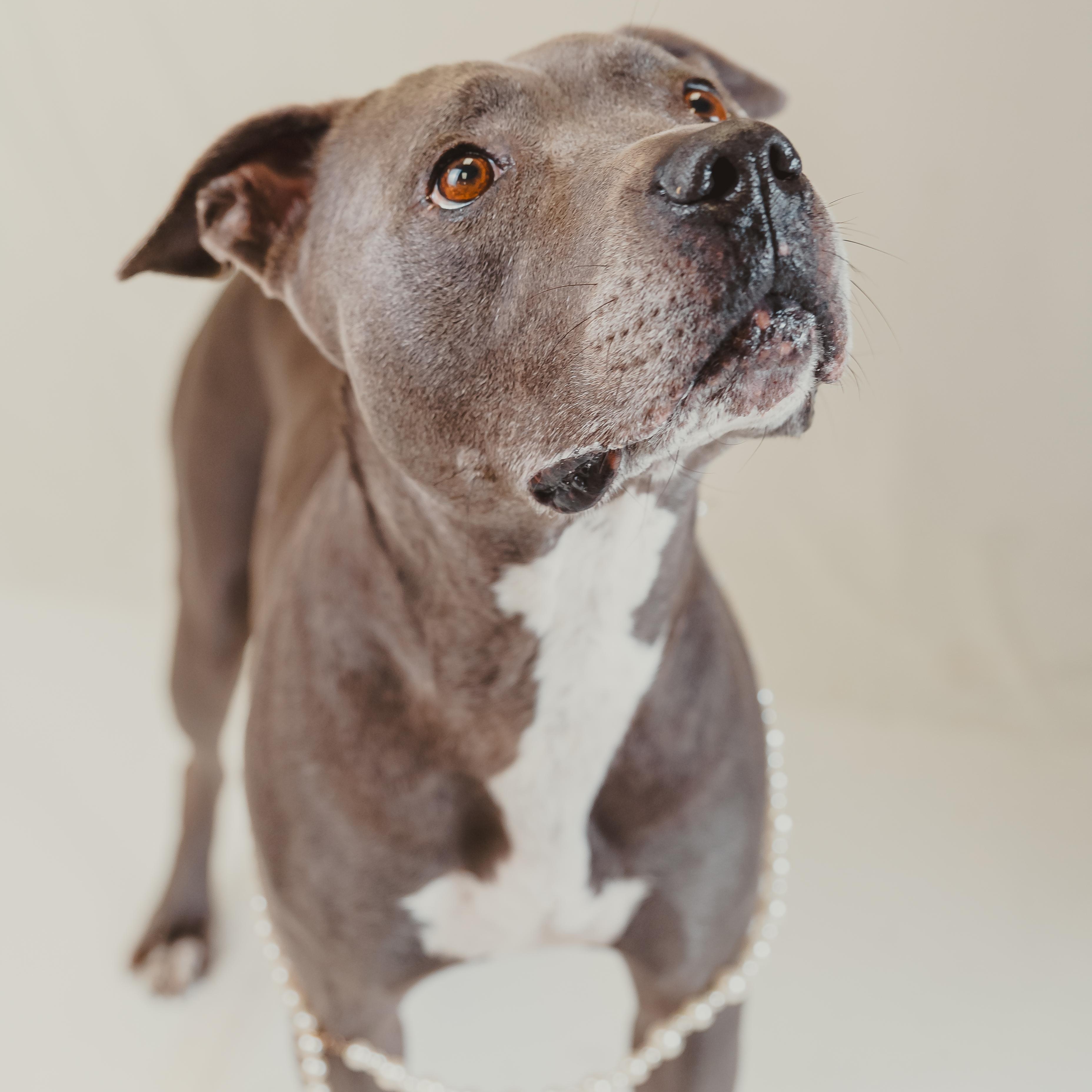 Enlarge Sunny, a Adoptable mixed breed in Mckinney, TX image 3/6