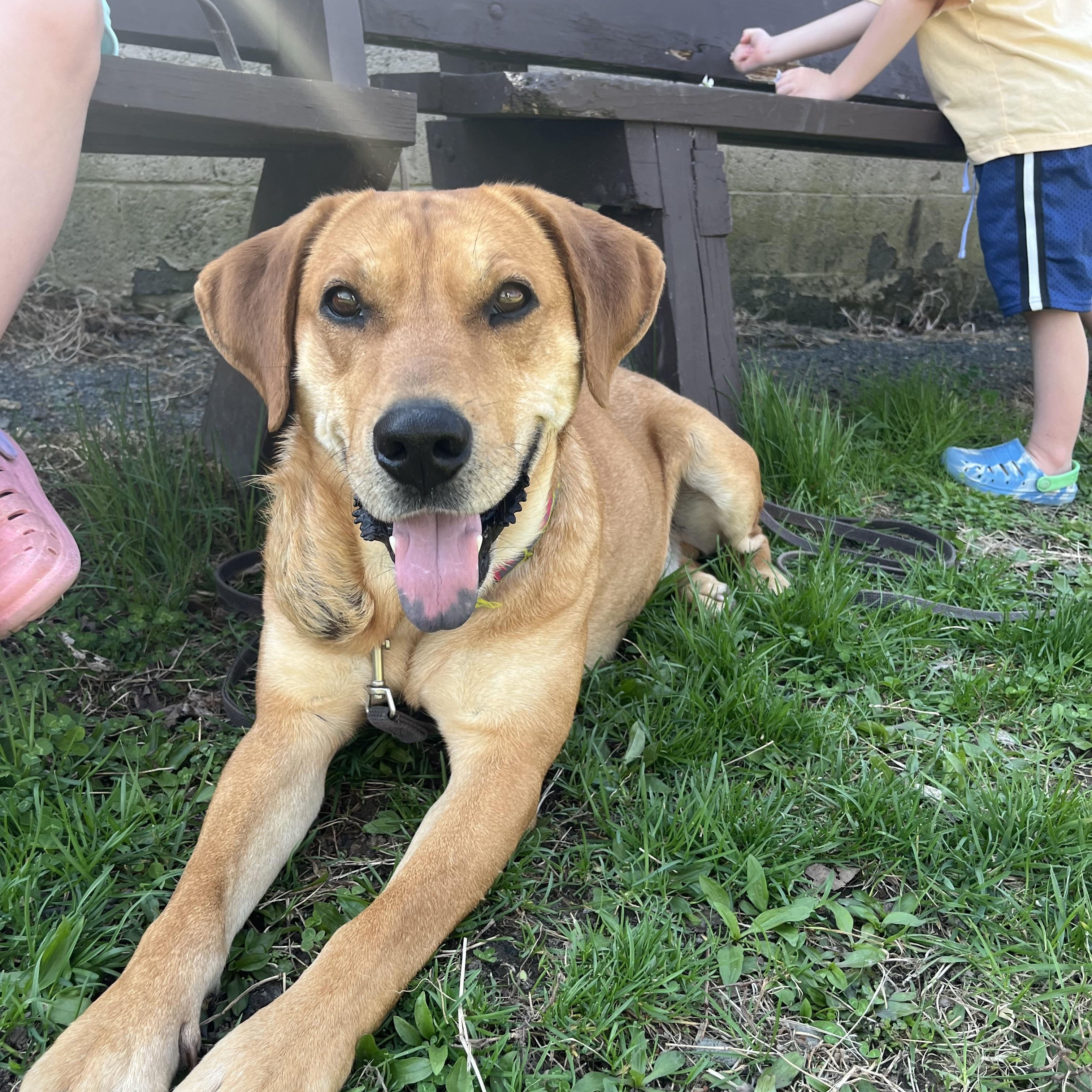 Enlarge Reef, an adoptable mixed breed in Fairfax, VA image 2/4