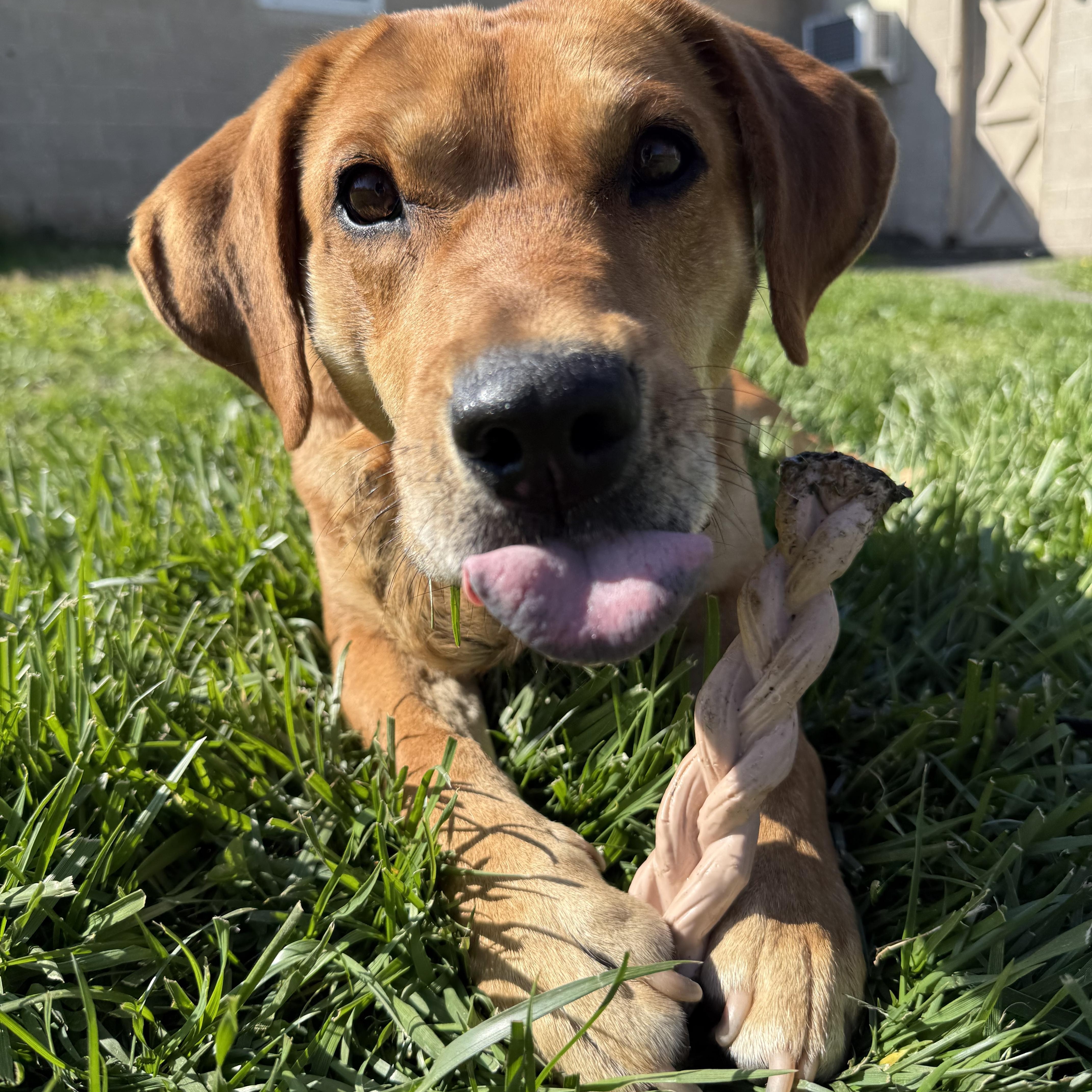 Enlarge Reef, an adoptable mixed breed in Fairfax, VA image 3/4