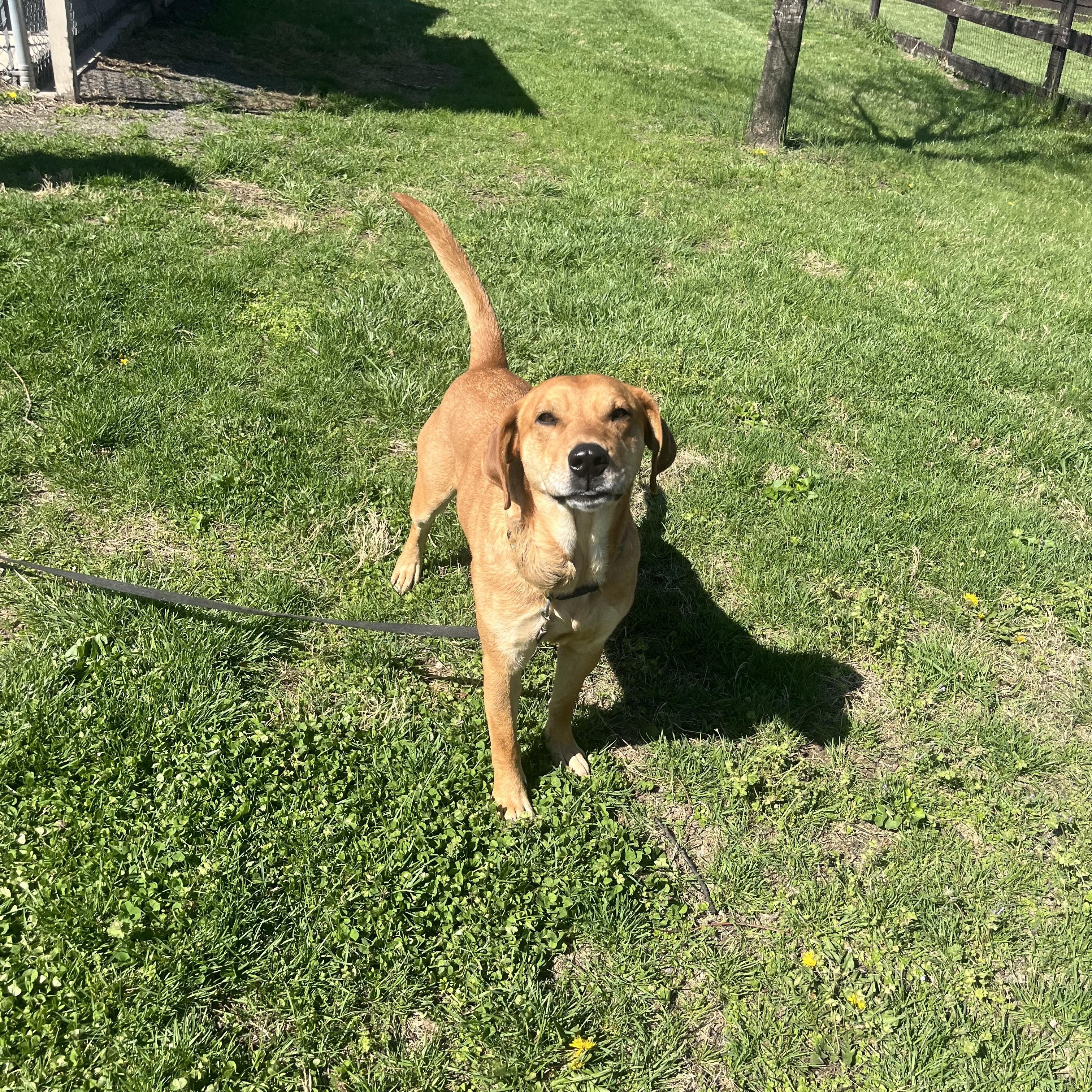 Enlarge Reef, an adoptable mixed breed in Fairfax, VA image 4/4