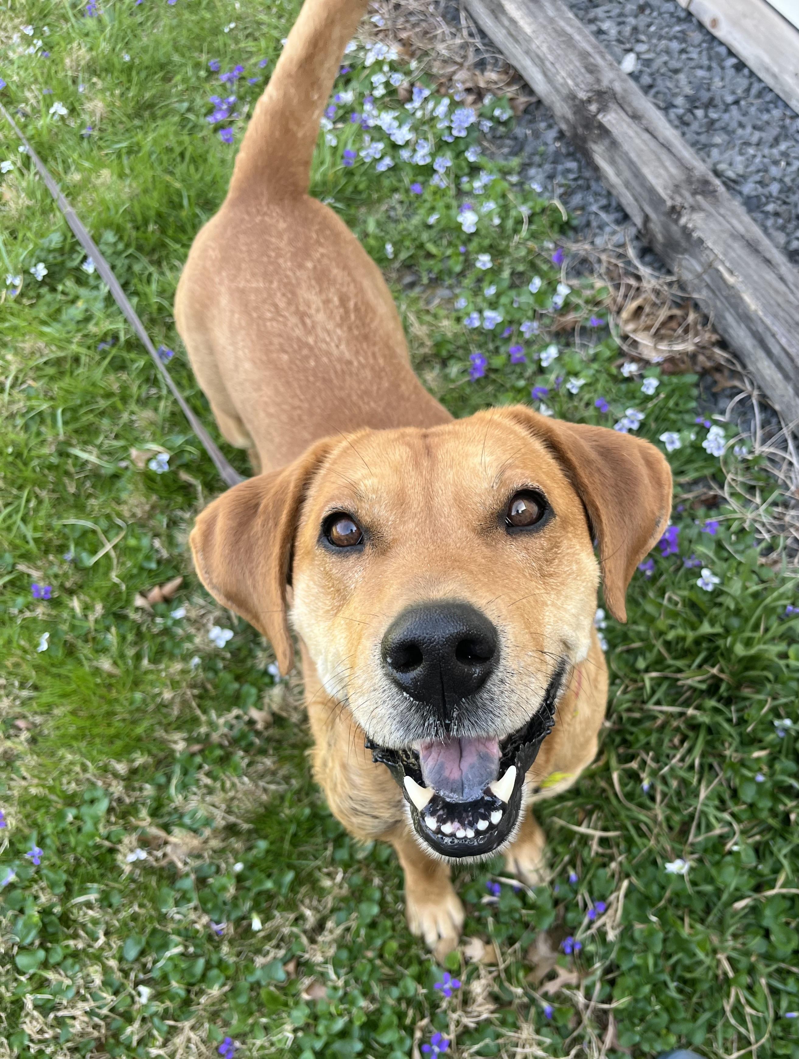 Enlarge Reef, an adoptable mixed breed in Fairfax, VA image 1/4