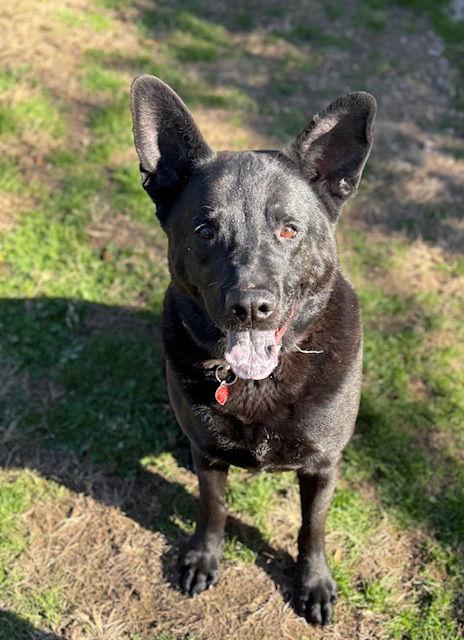 CHASE B, Adoptable, Adult Male Shepherd.