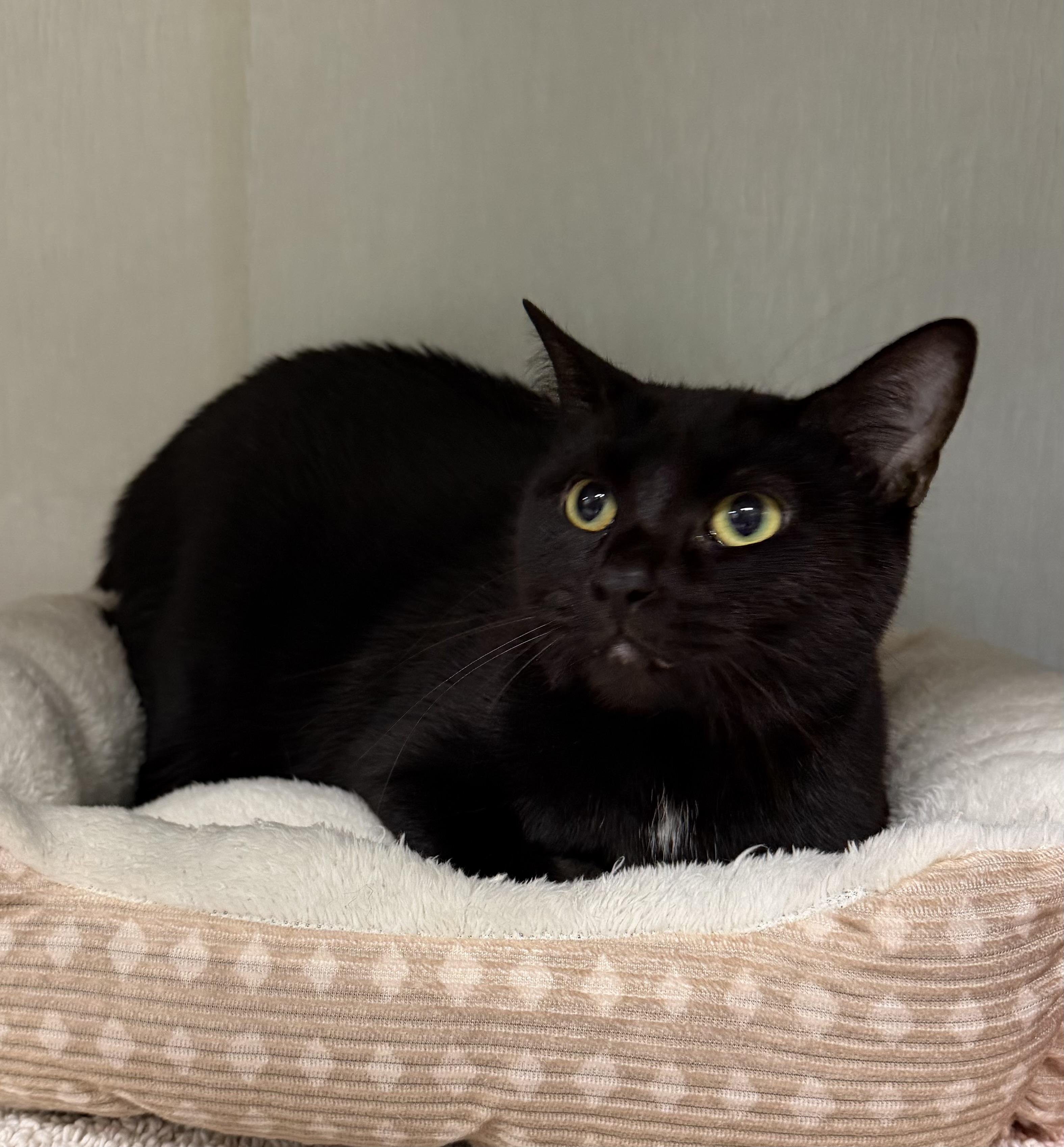Zora, Adoptable, Adult Female Domestic Short Hair.