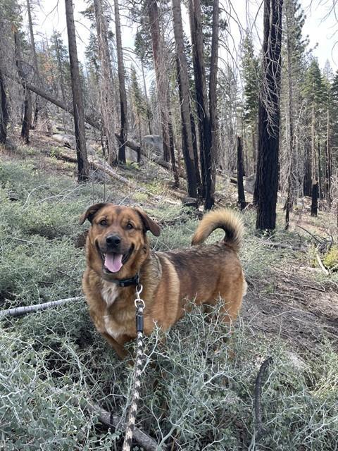 HANS, Adoptable, Adult Male German Shepherd Dog.