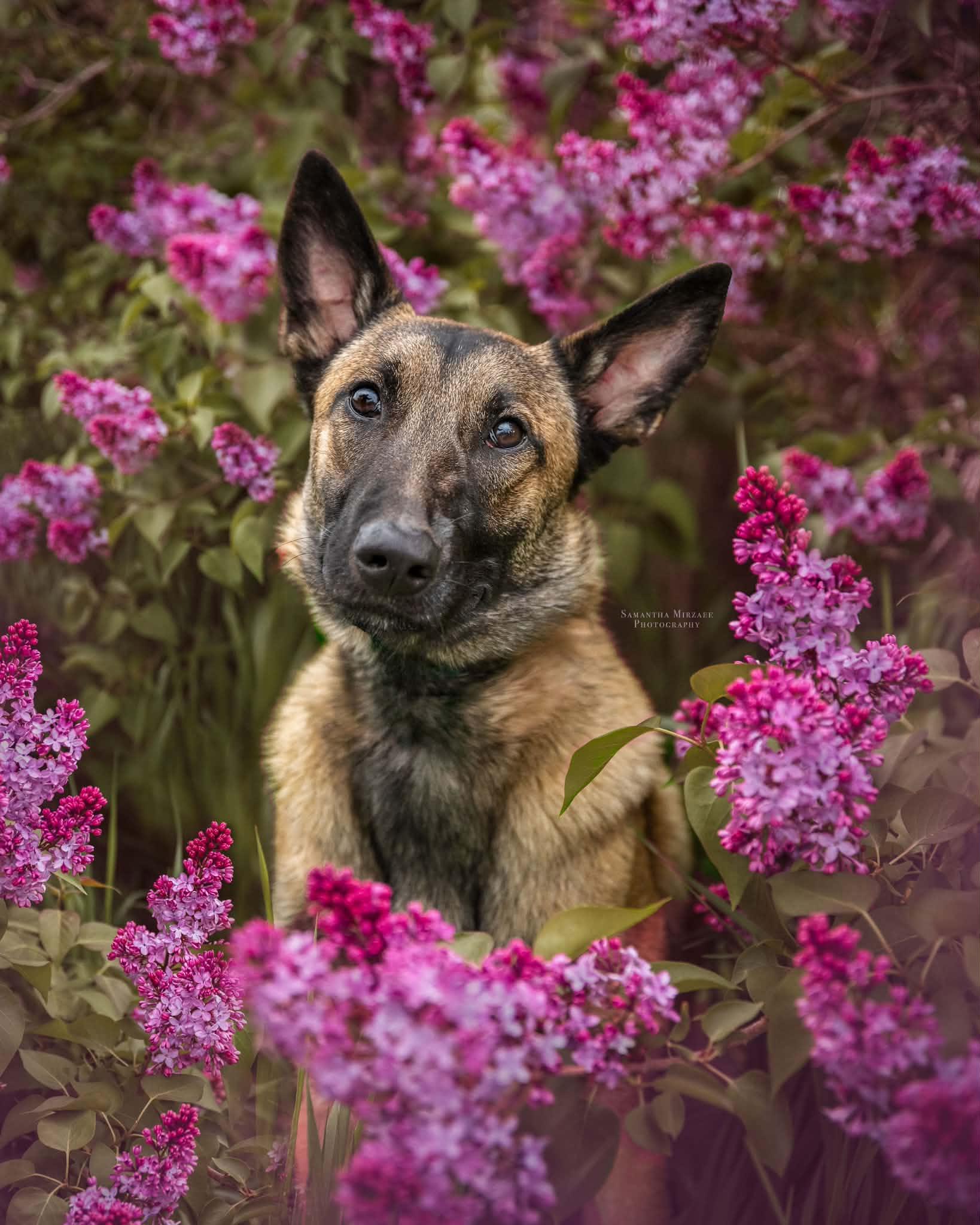 Mika, a Adoptable Belgian Shepherd / Malinois in Ottawa, ON image 1/5