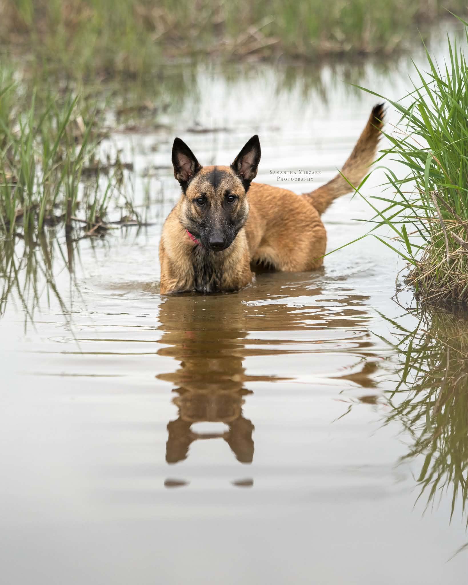 Mika, a Adoptable Belgian Shepherd / Malinois in Ottawa, ON image 2/5