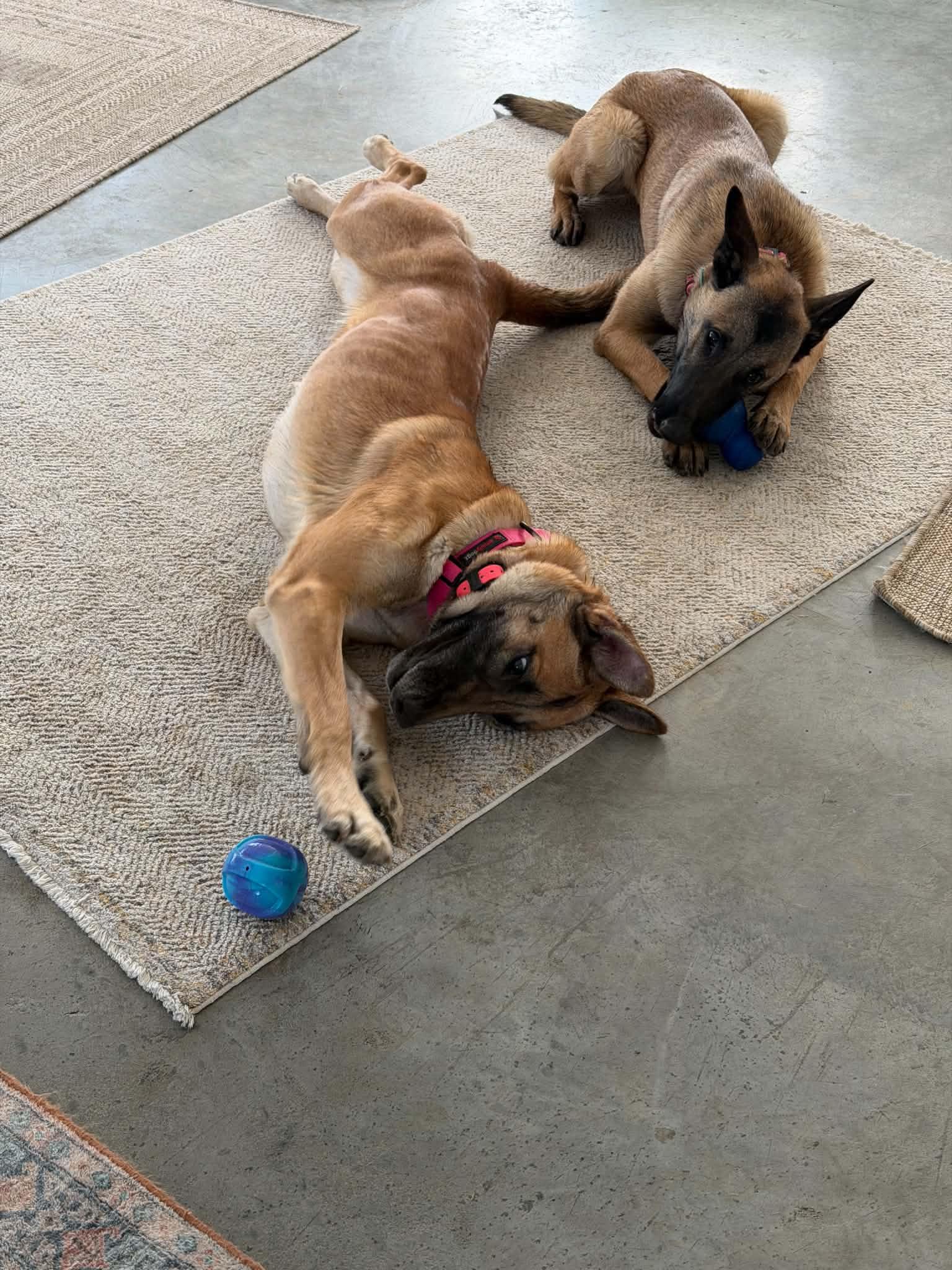 Mika, a Adoptable Belgian Shepherd / Malinois in Ottawa, ON image 3/5