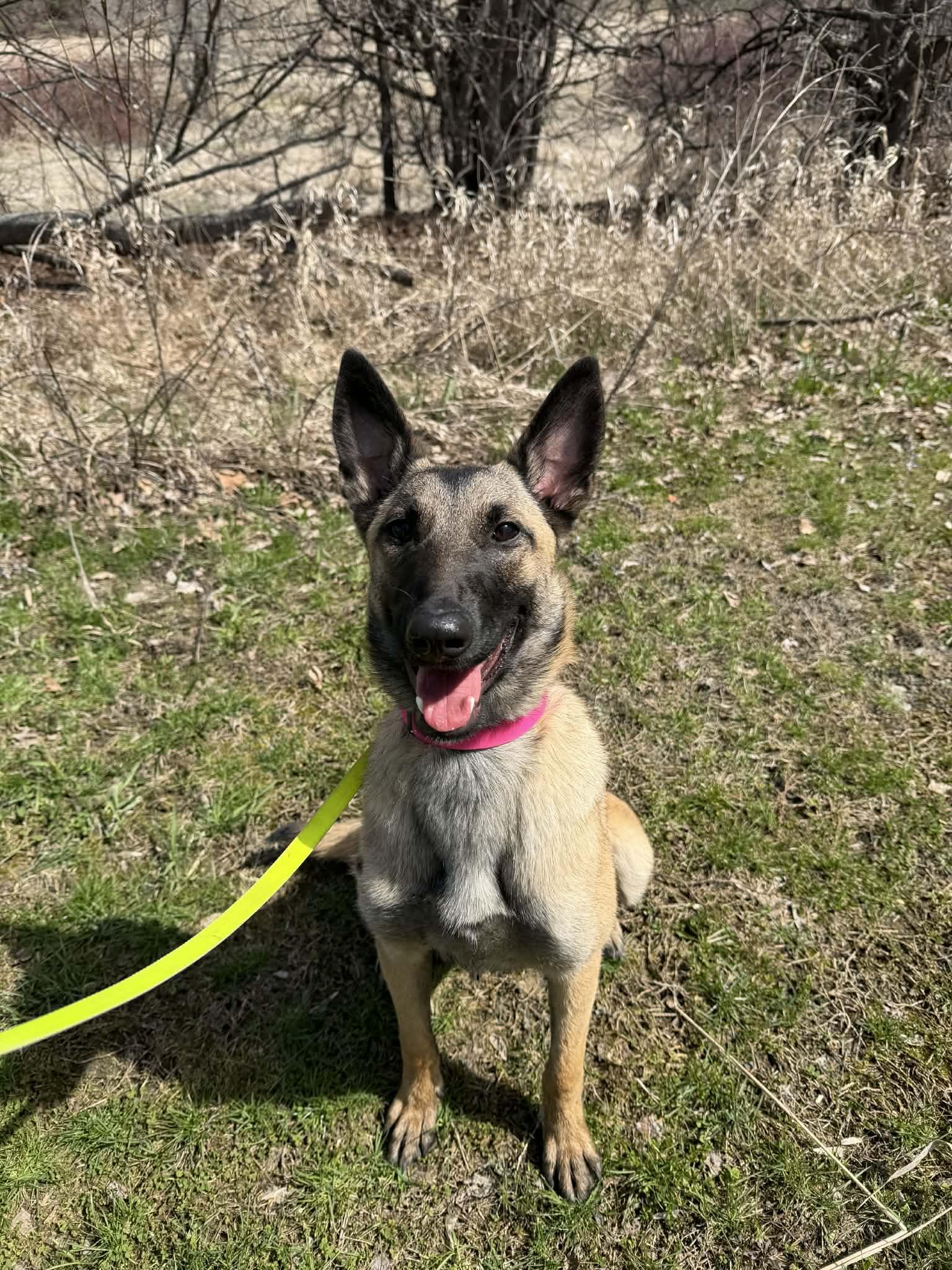 Mika, a Adoptable Belgian Shepherd / Malinois in Ottawa, ON image 5/5