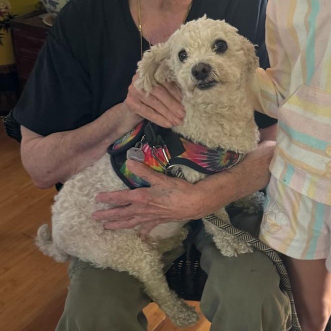 Enlarge Opie, an adopted Miniature Poodle in Plano, TX image 1/2