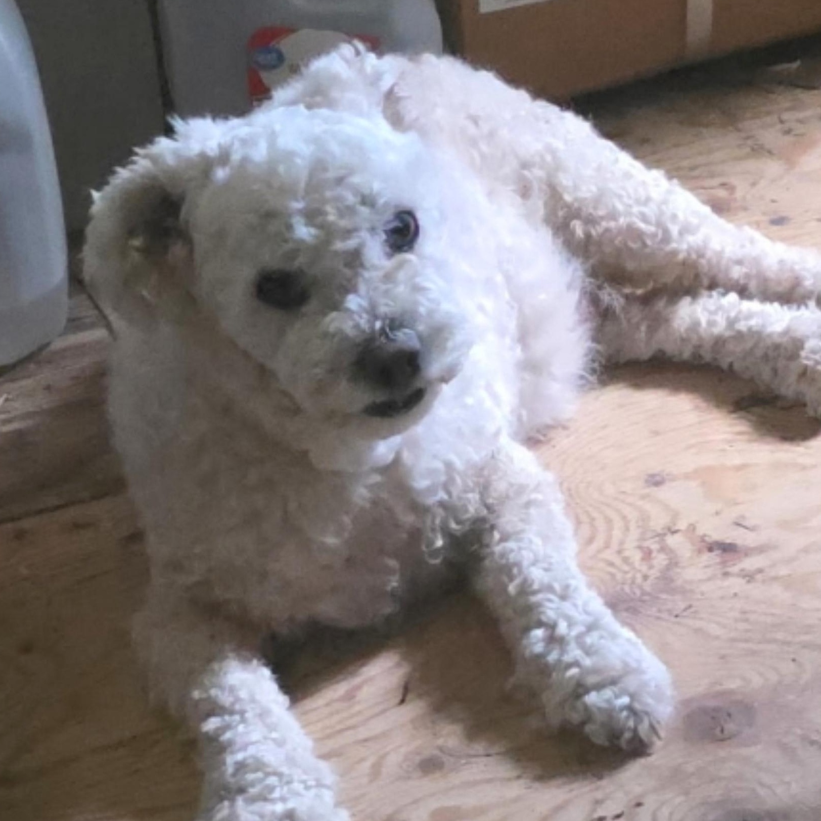 Enlarge Opie, an adopted Miniature Poodle in Plano, TX image 2/2