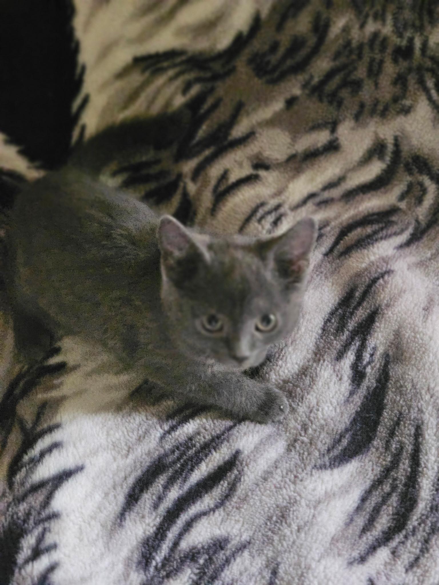 Enlarge Maisey and Daisey, a Adoptable Russian Blue in Charlotte, NC image 2/6