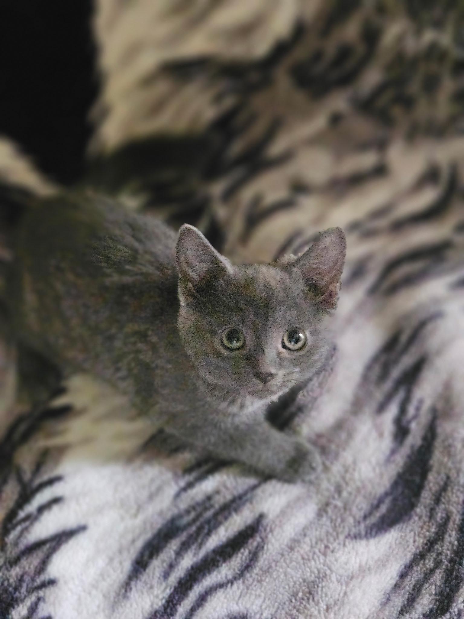 Maisey and Daisey, Adoptable, Kitten Female Russian Blue.