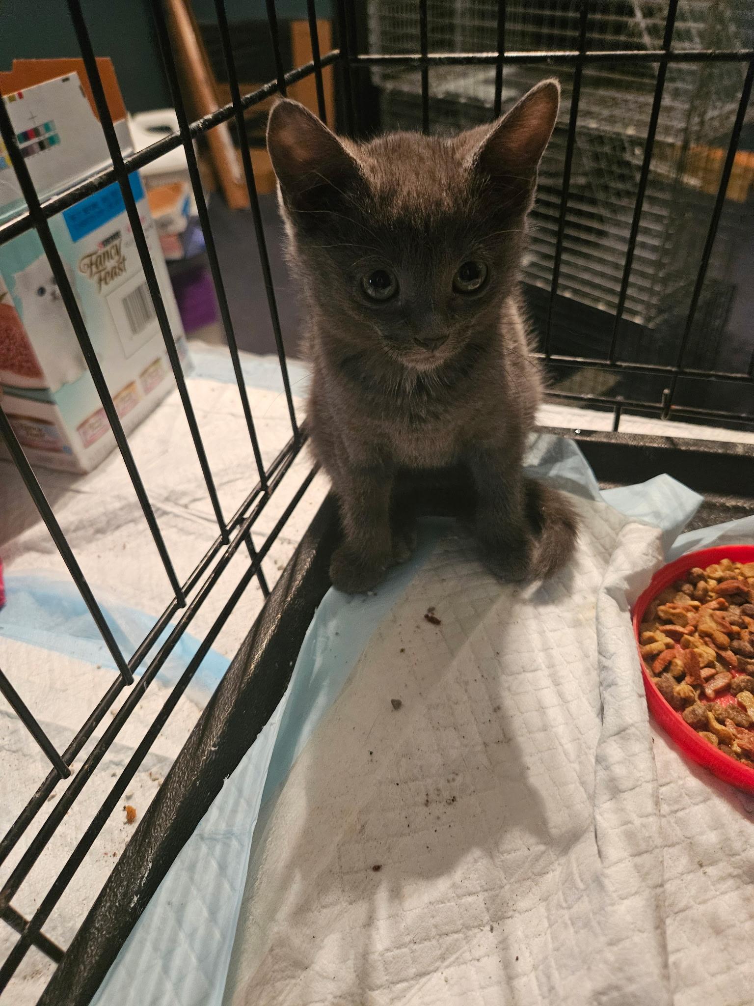 Enlarge Maisey and Daisey, a Adoptable Russian Blue in Charlotte, NC image 3/6