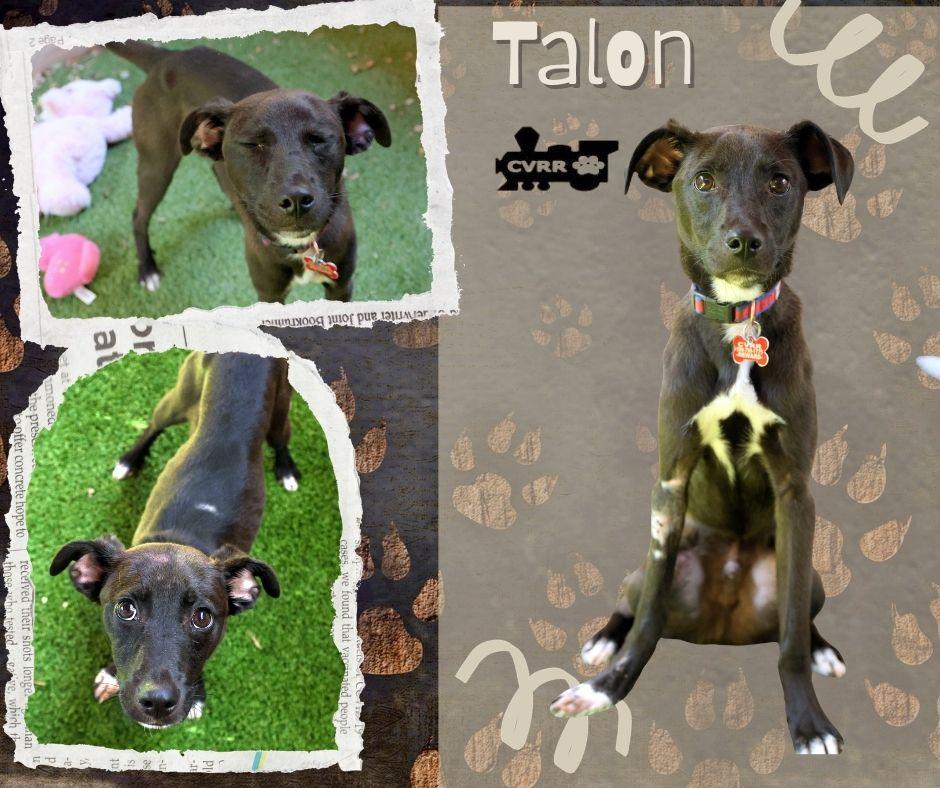 Talon, Adoptable, Puppy Male Chihuahua & Terrier.
