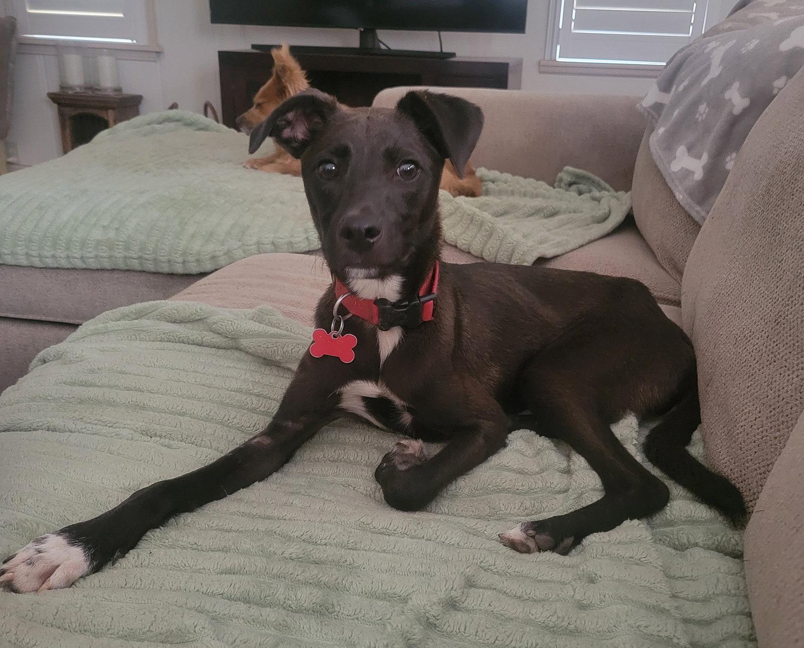 Enlarge Talon, a Adoptable mixed breed in LINDSAY, CA image 2/2