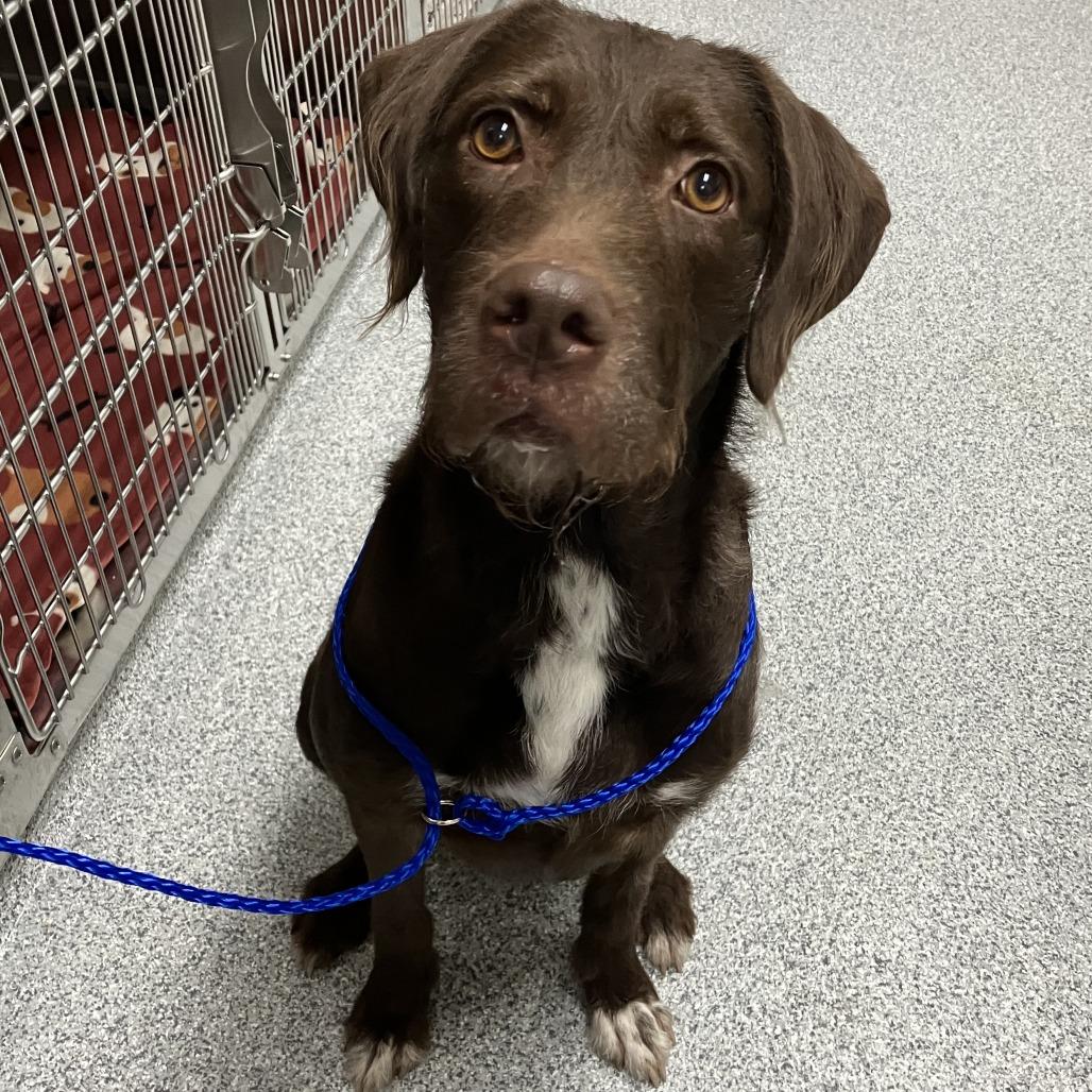 Duckie, Adoptable, Adult Female German Wirehaired Pointer & Mixed Breed.
