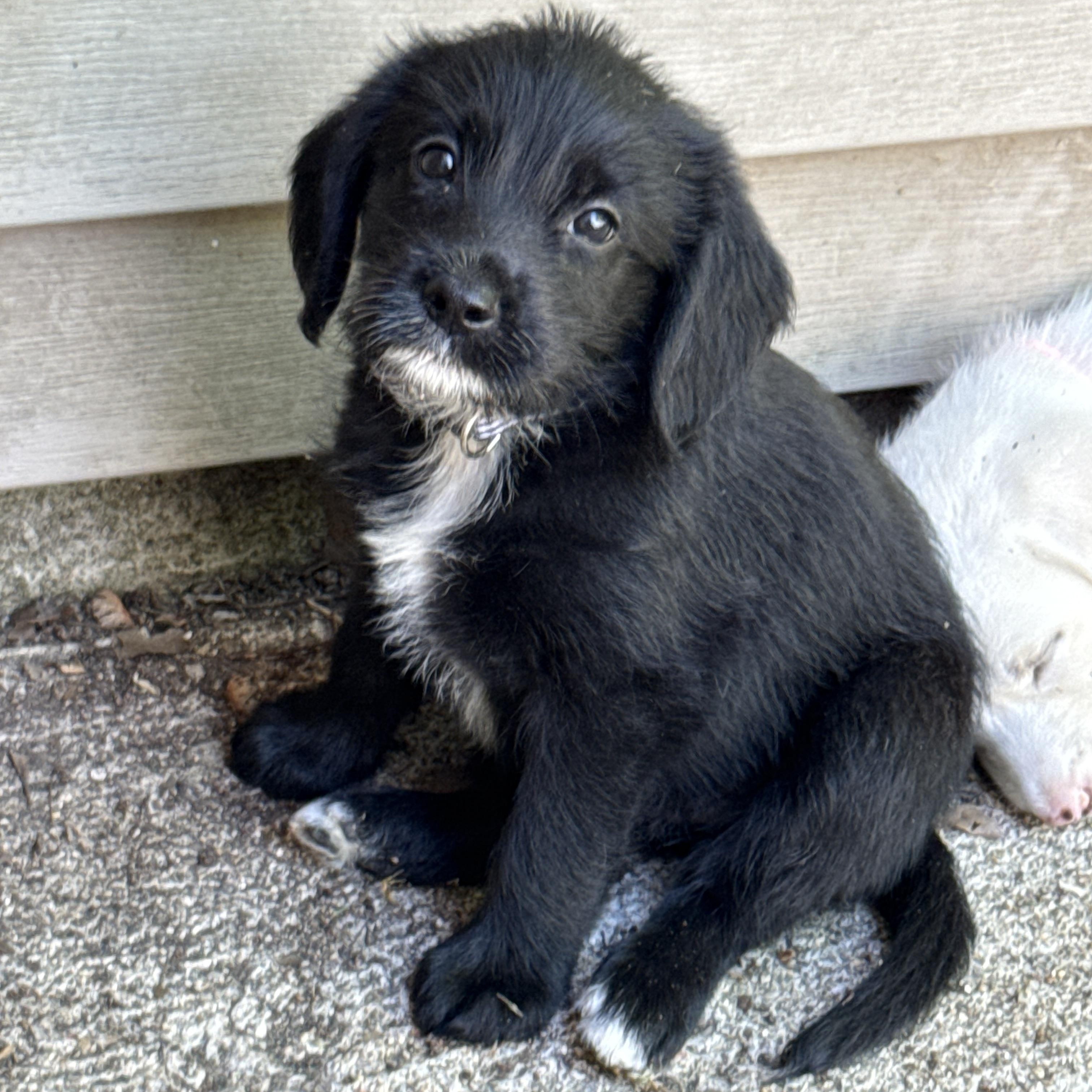 Enlarge Hyacinth, a ADOPTABLE mixed breed in Jeffersonville, IN image 1/4