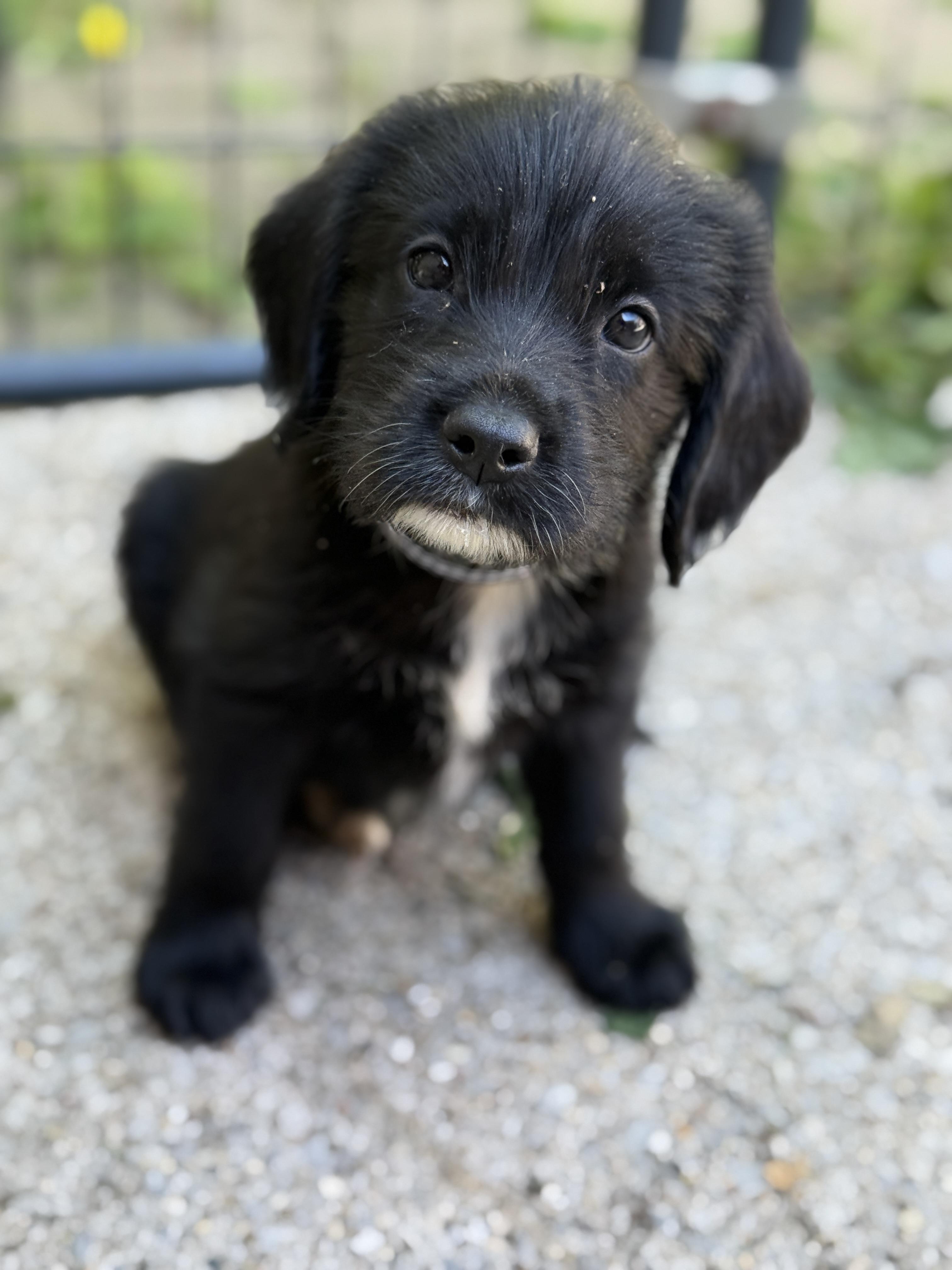 Enlarge Hyacinth, a ADOPTABLE mixed breed in Jeffersonville, IN image 4/4