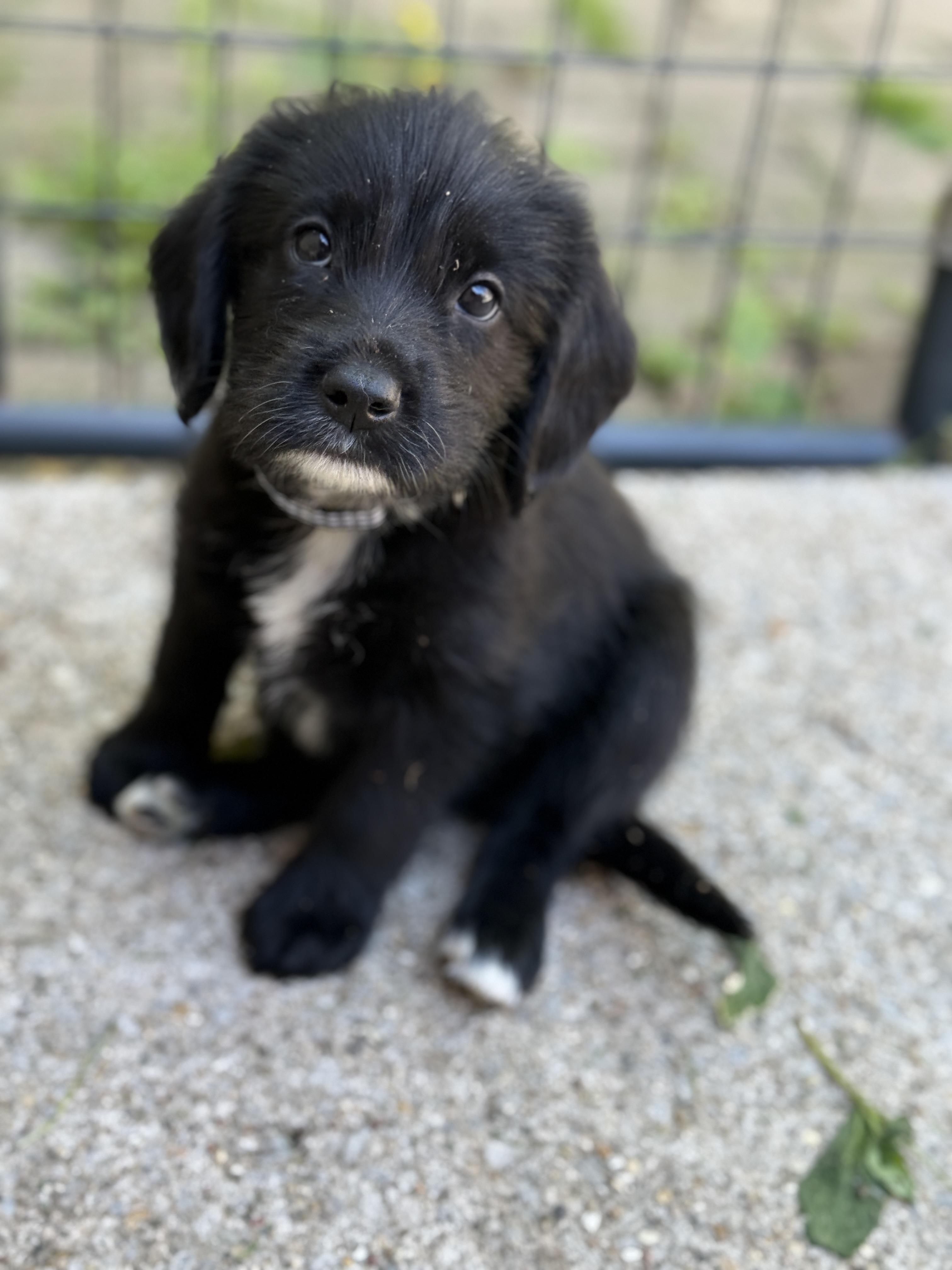Enlarge Hyacinth, a ADOPTABLE mixed breed in Jeffersonville, IN image 3/4