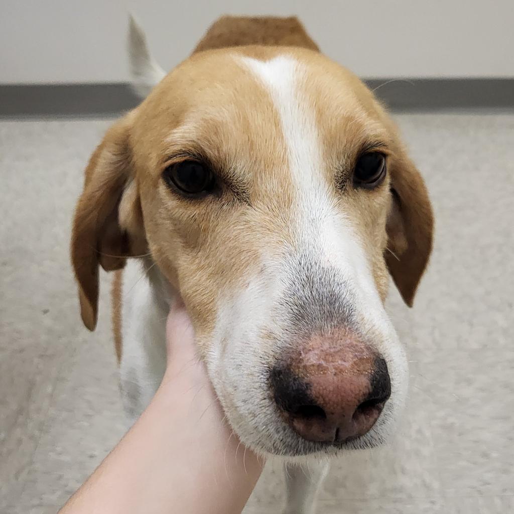 Tracker, a Adoptable Hound in Chatham, VA image 1/6