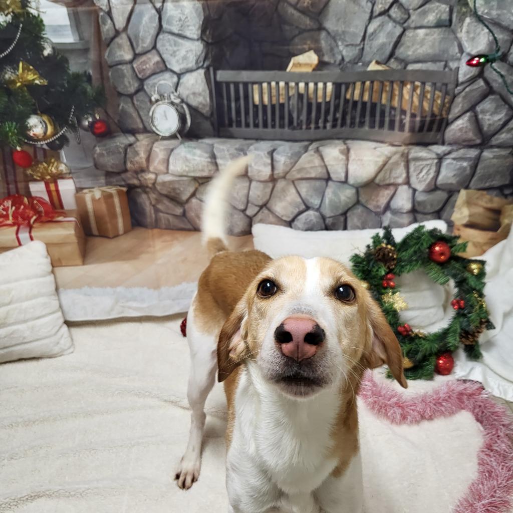 Tracker, a Adoptable Hound in Chatham, VA image 2/6