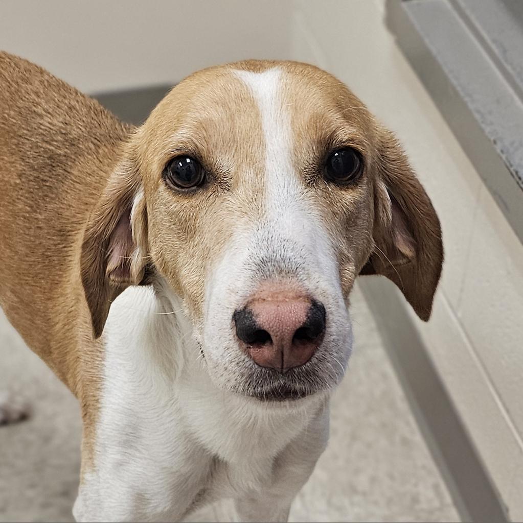 Tracker, a Adoptable Hound in Chatham, VA image 3/6