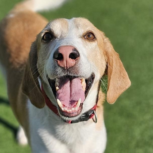 Tracker, a Adoptable Hound in Chatham, VA image 4/6