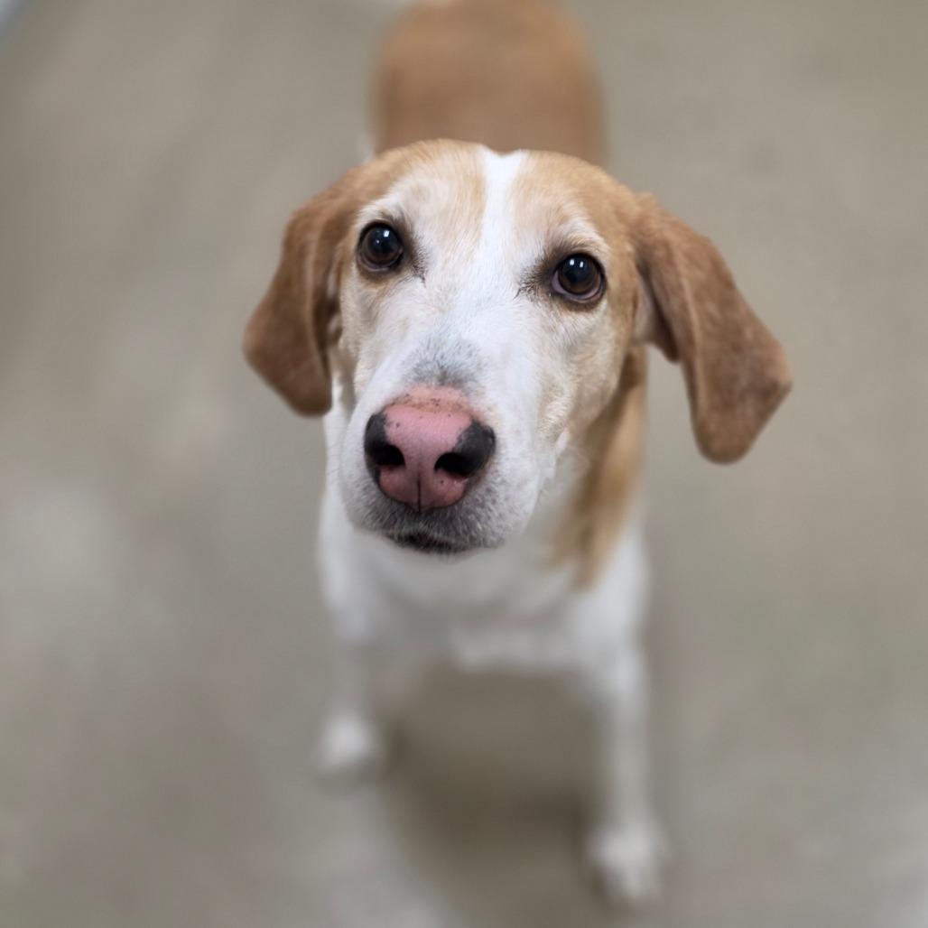 Enlarge Tracker, a Adoptable Hound in Chatham, VA image 5/6