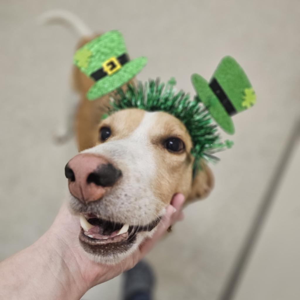 Tracker, a Adoptable Hound in Chatham, VA image 5/6