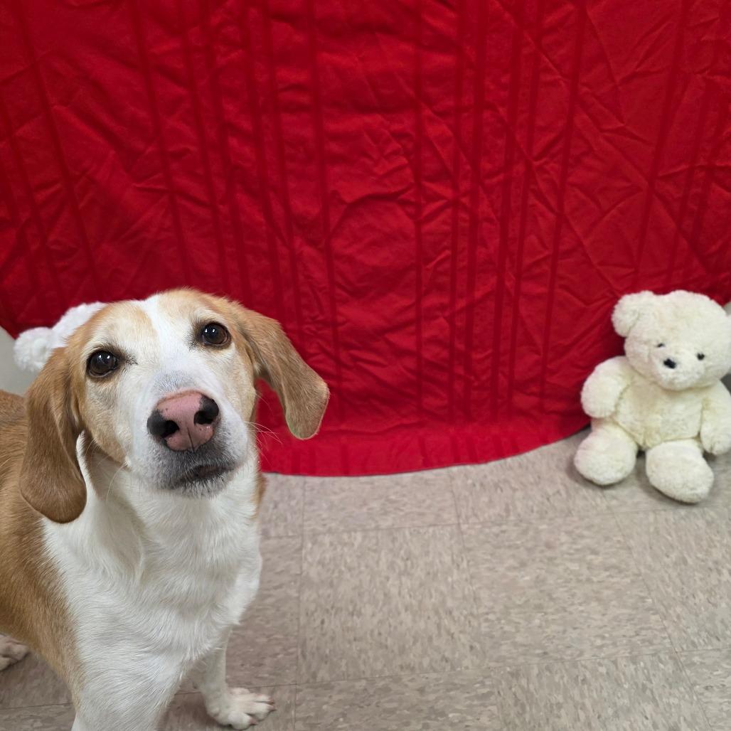 Enlarge Tracker, a Adoptable Hound in Chatham, VA image 6/6