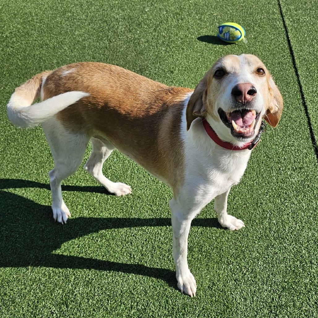 Tracker, a Adoptable Hound in Chatham, VA image 6/6