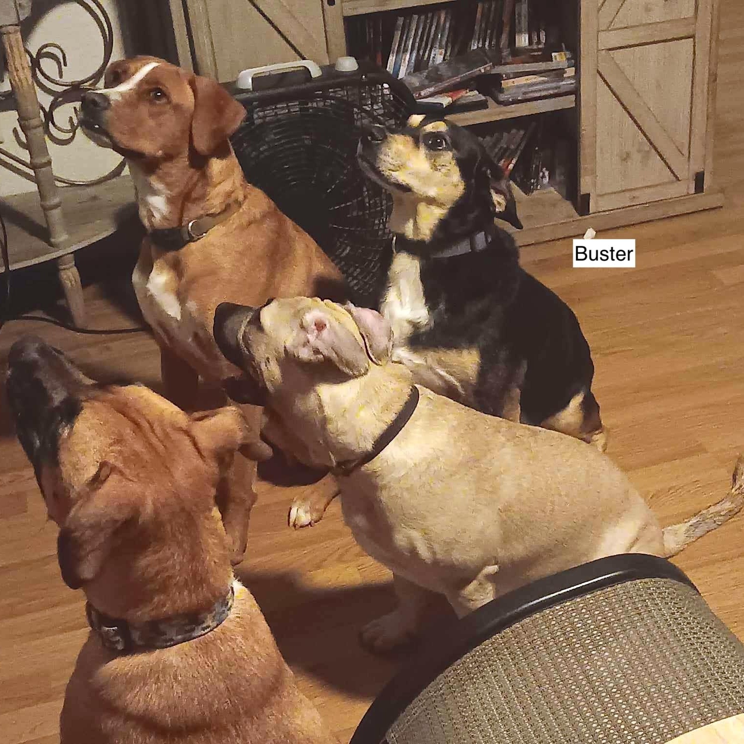 Buster Boo — thumbnail 2