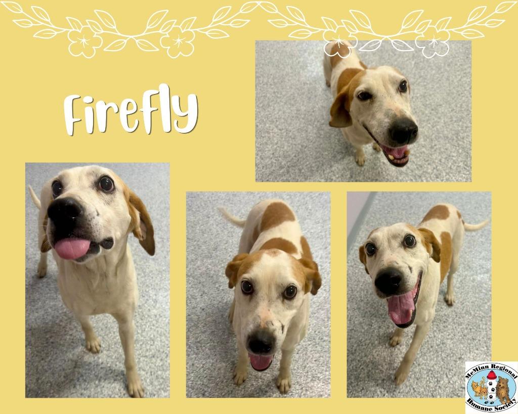Firefly, Adoptable, Senior Female Terrier.