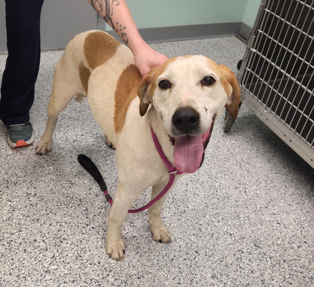 Enlarge Firefly, a Adoptable mixed breed in Athens, TN image 2/2