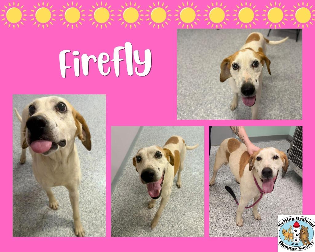 Enlarge Firefly, a Adoptable mixed breed in Athens, TN image 3/3